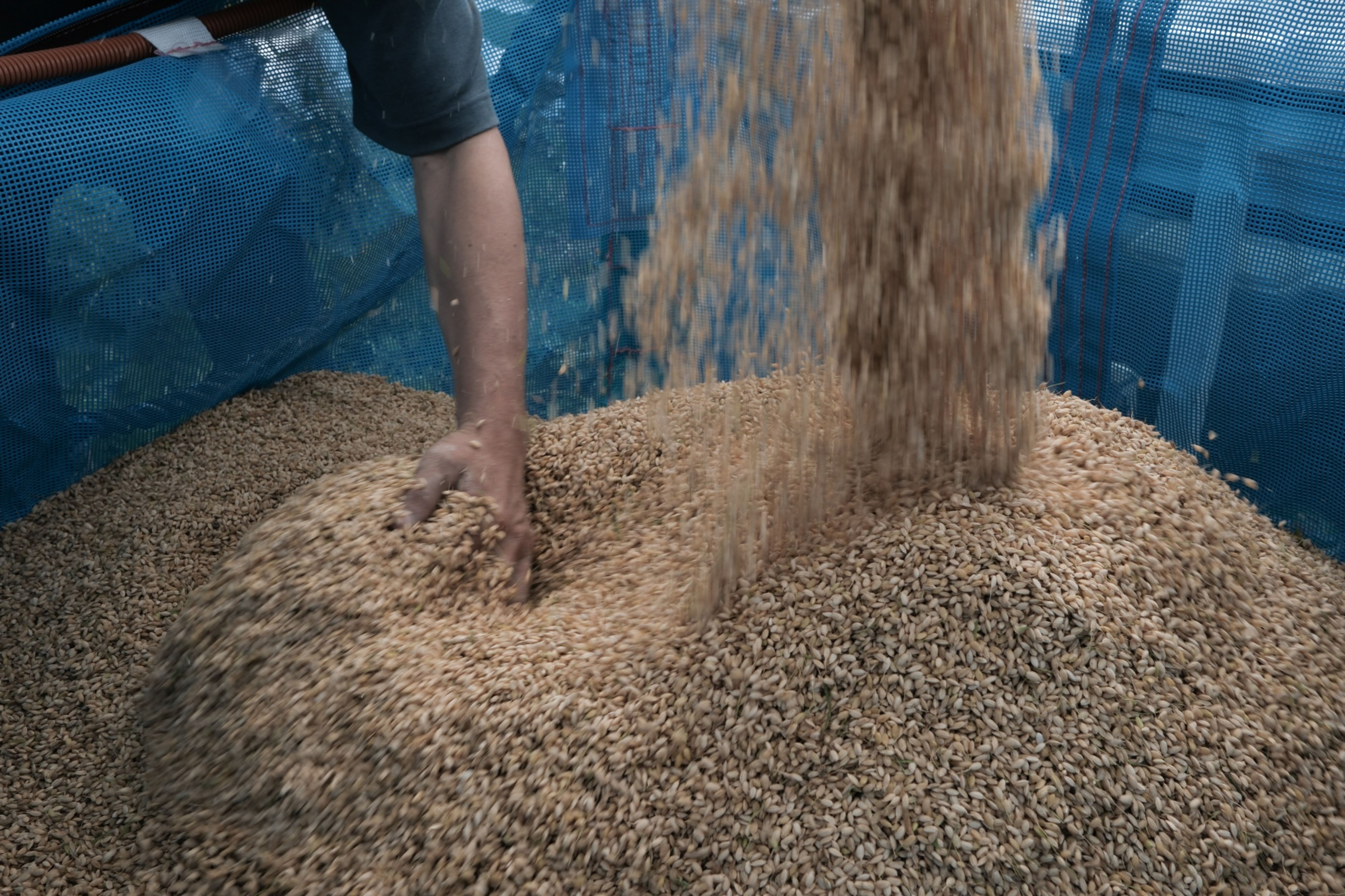 Rice Harvesting Ahead of Japan Tankan Survey