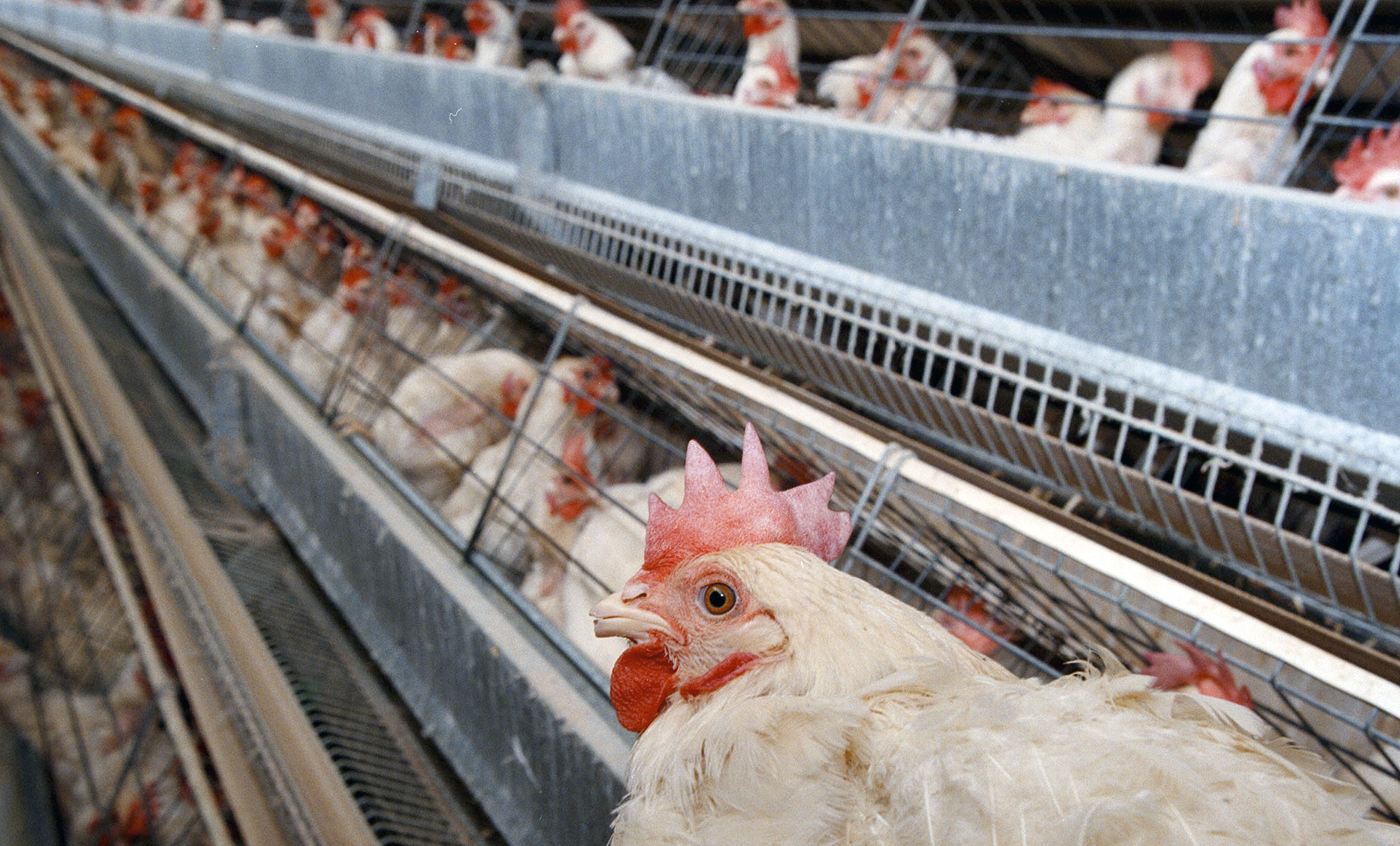 Alarm over battery cage cruelty met with stonewalling while 95% of SA’s laying hens suffer