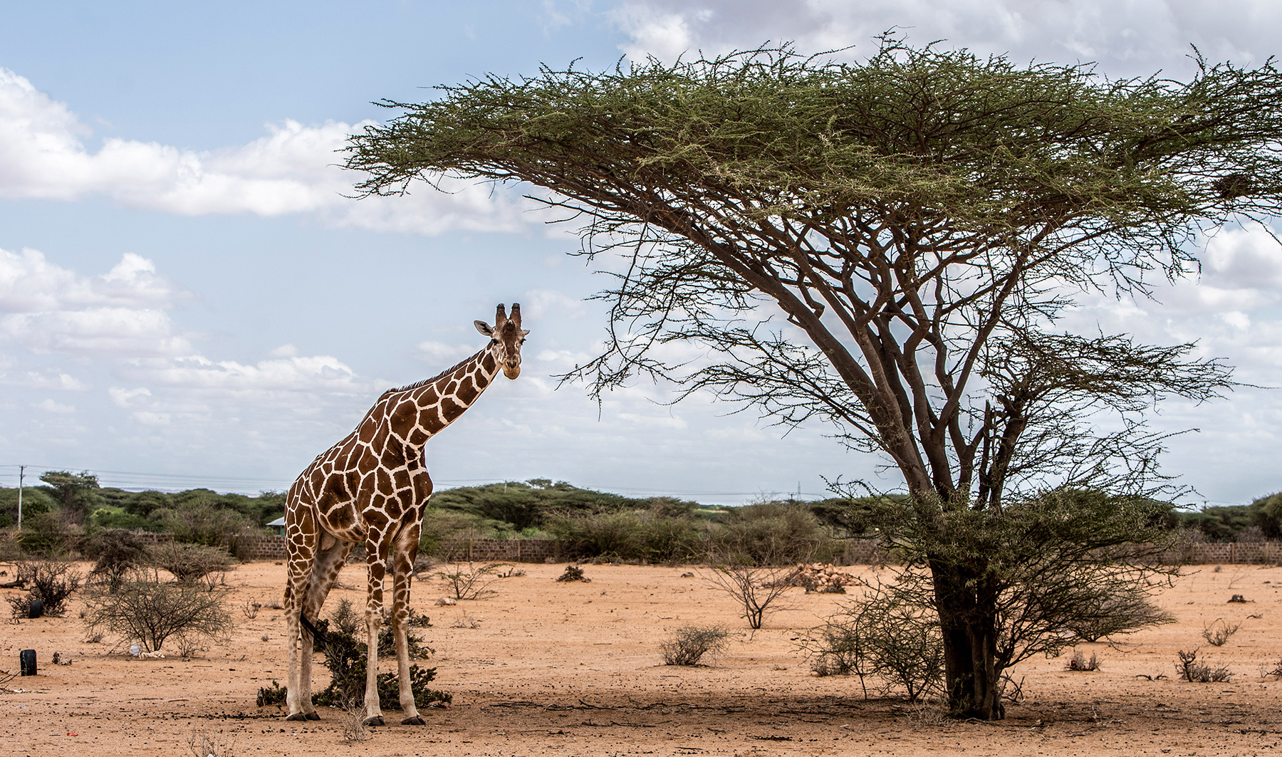 Giraffes could go extinct – the 5 biggest threats they face