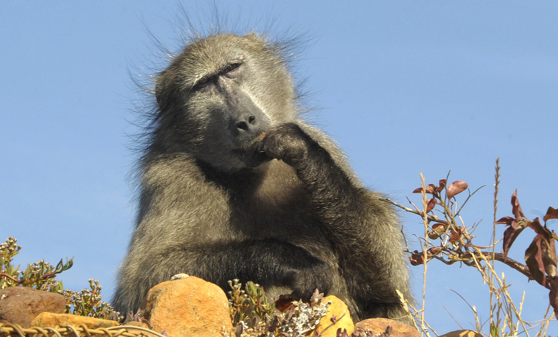 Call to halt proposed removal of Cape Peninsula baboons a rallying cry for a more compassionate approach