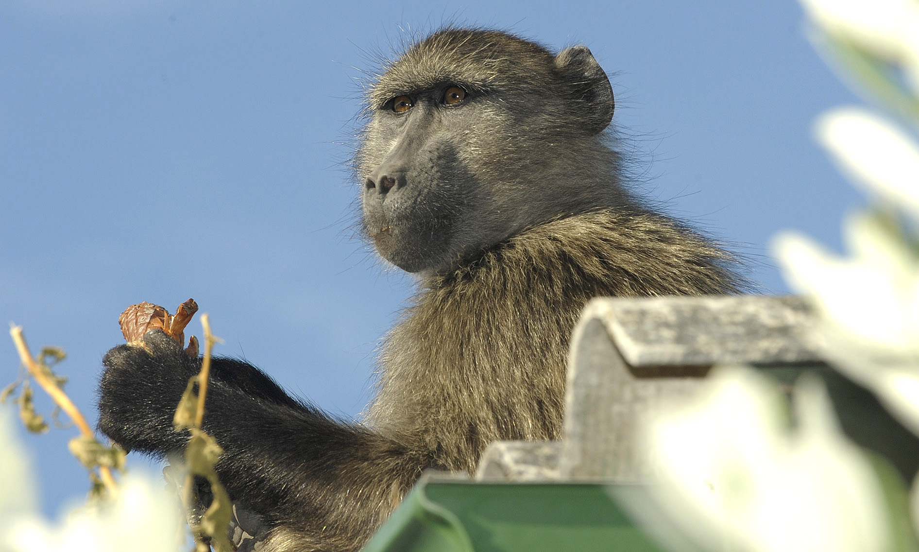 Did baboon activists in Cape Town win their December 2024 court case?