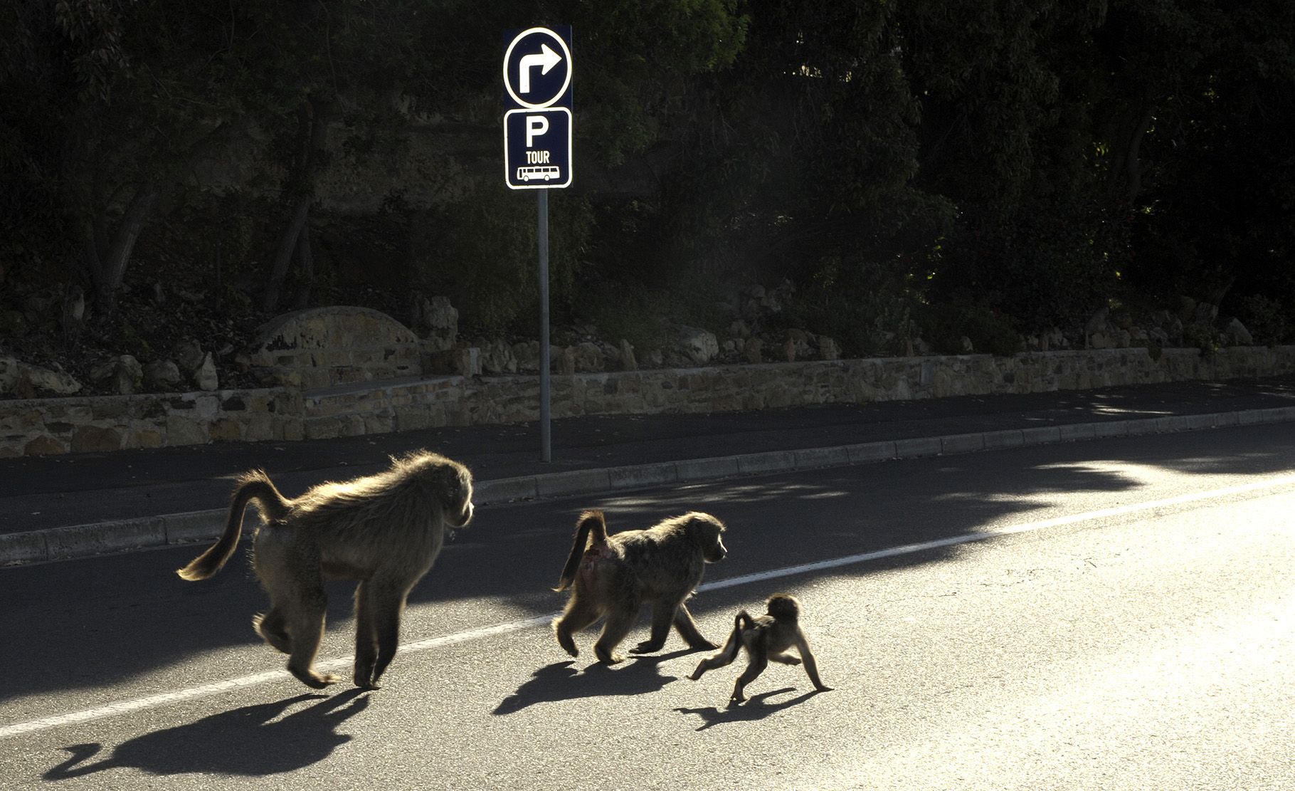 Baboon task team attempts to 'quietly' remove Simon's Town troop
