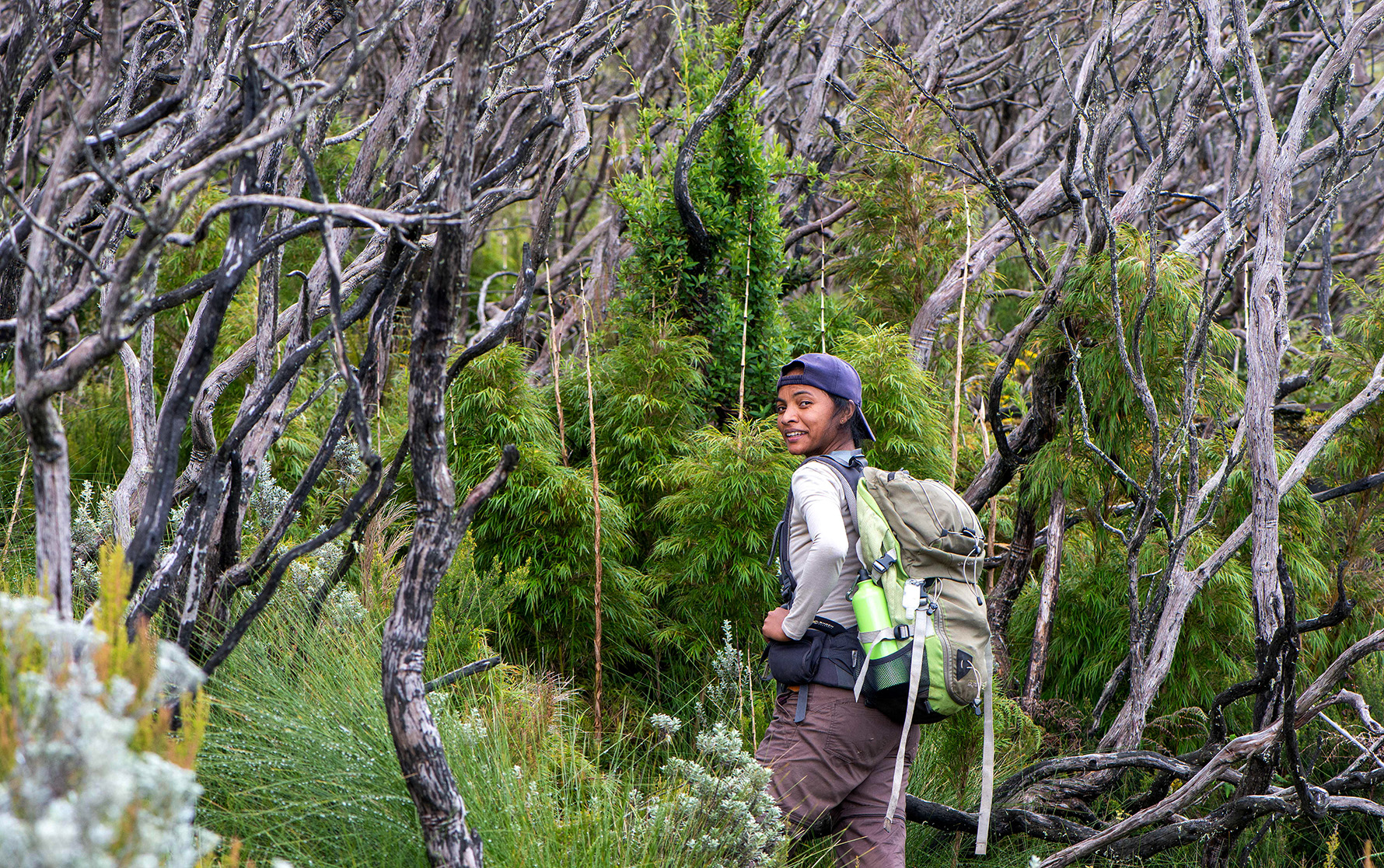 Plant ‘canaries’ offer new early-warning system for Africa’s environmental crises