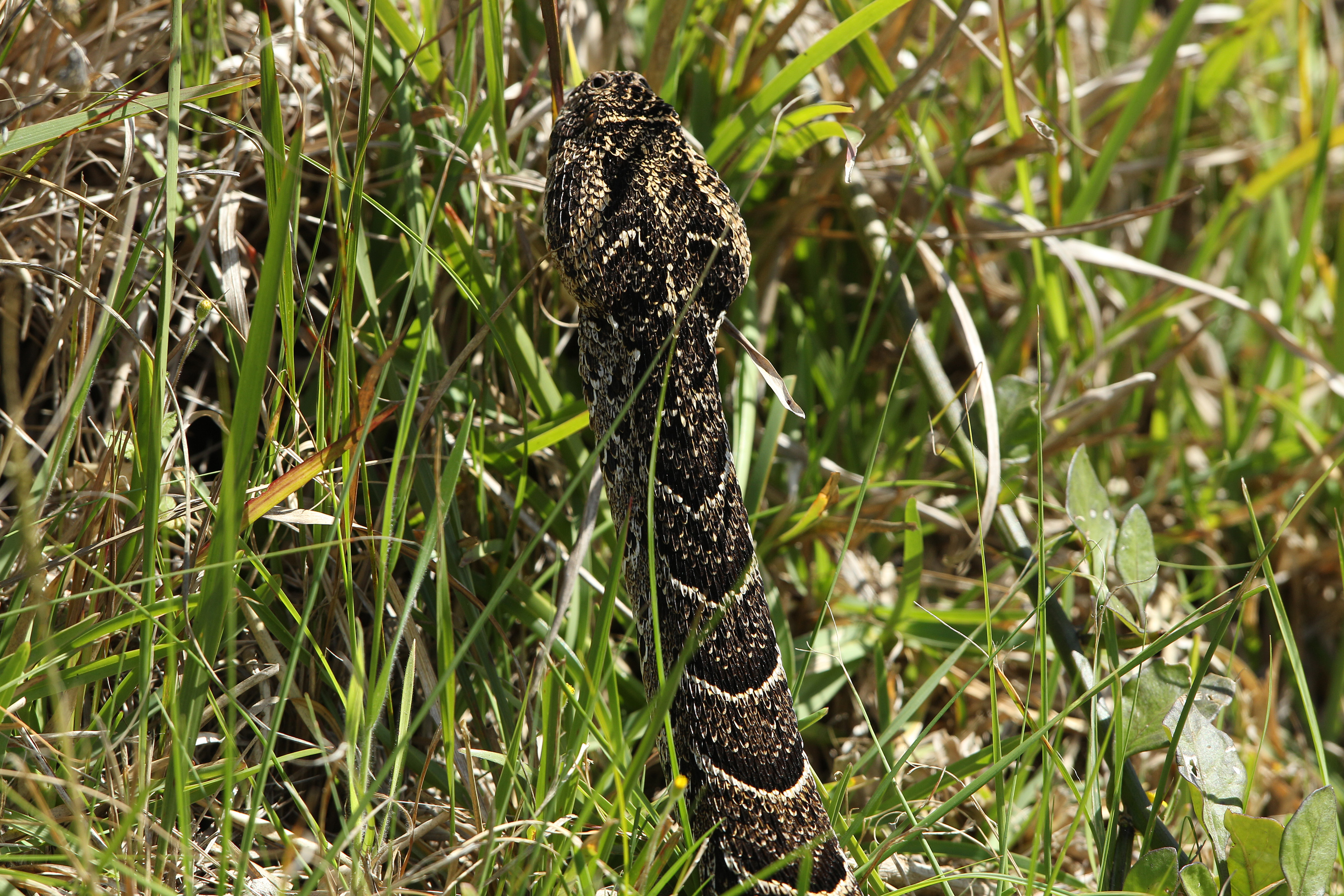 Fossil snake traces: another world-first find on South Africa’s Cape south coast