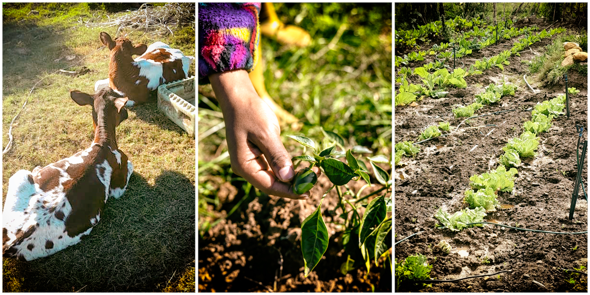 Rural women and girls suffer most in South Africa’s hunger games of food insecurity and land ownership