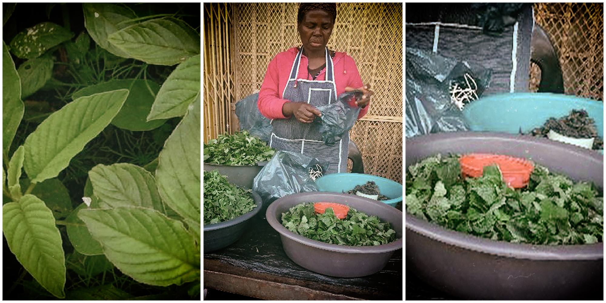 Indigenous foods study busts ‘poverty’ myth – they could help plug nutrition gap and control diseases