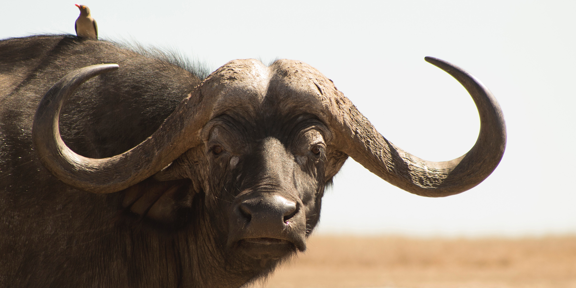 Decline in Kruger rhino-poaching rates woefully drives shift to commercial bushmeat, reveals park ranger