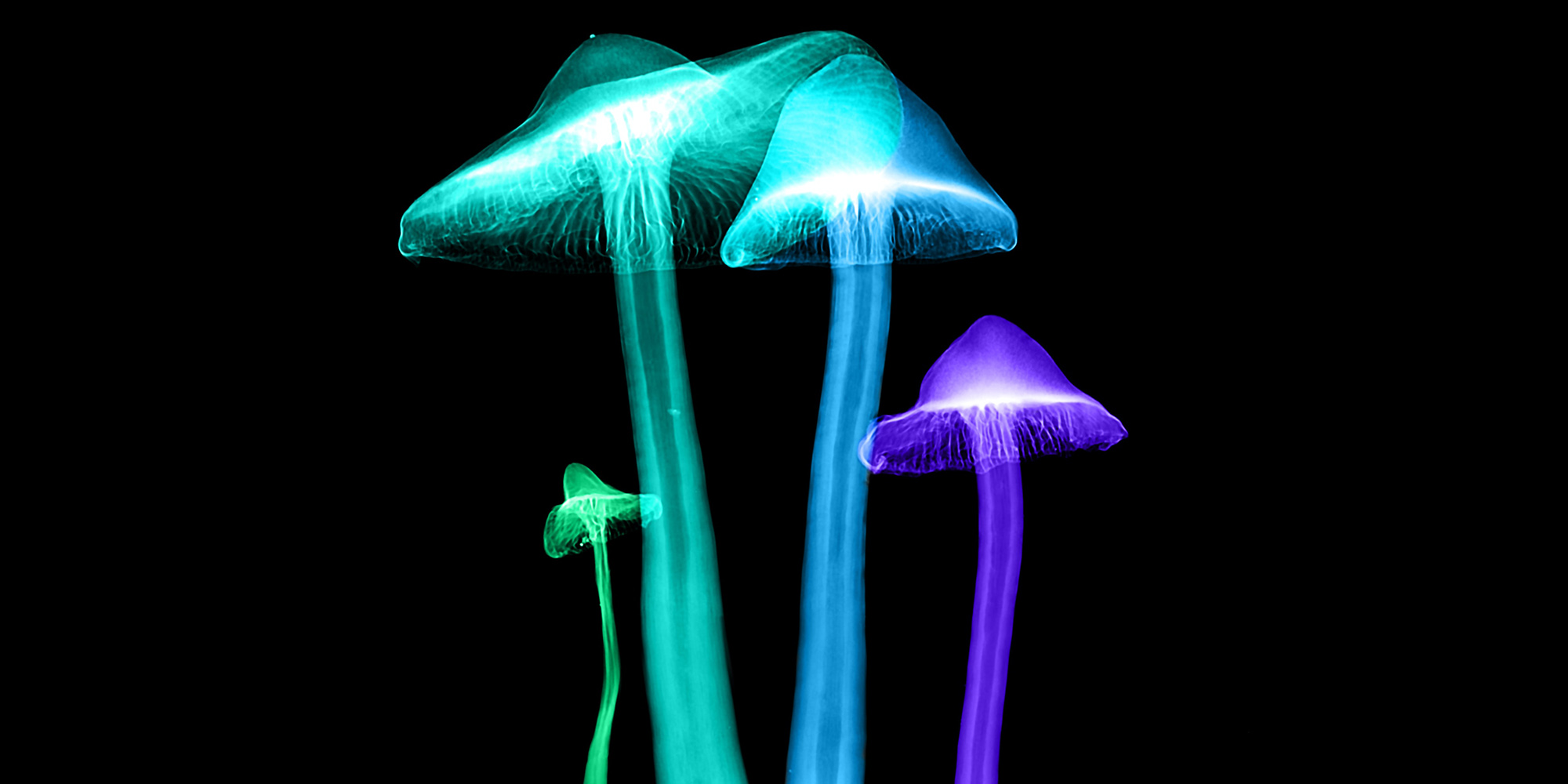 High in court — lawyers in bid to have psilocybin decriminalised