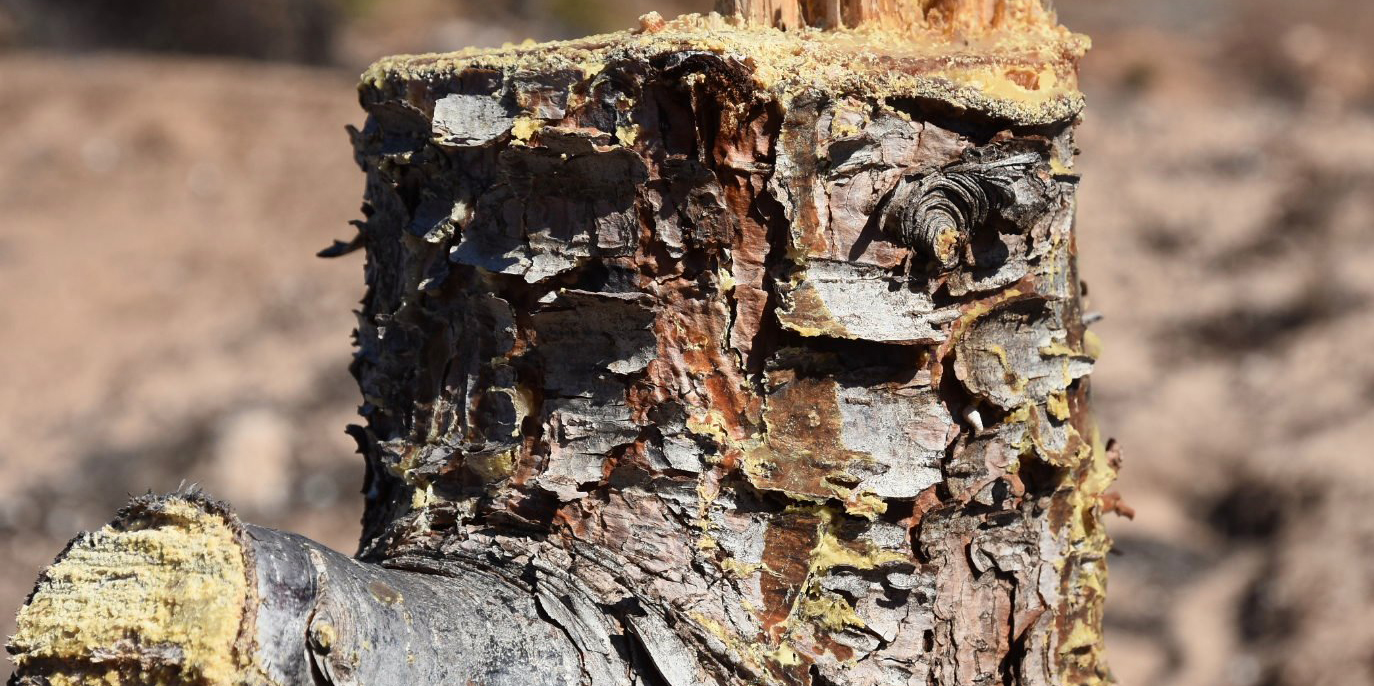 The 300-year-old Ghanaian tree that was so threatening it had to die