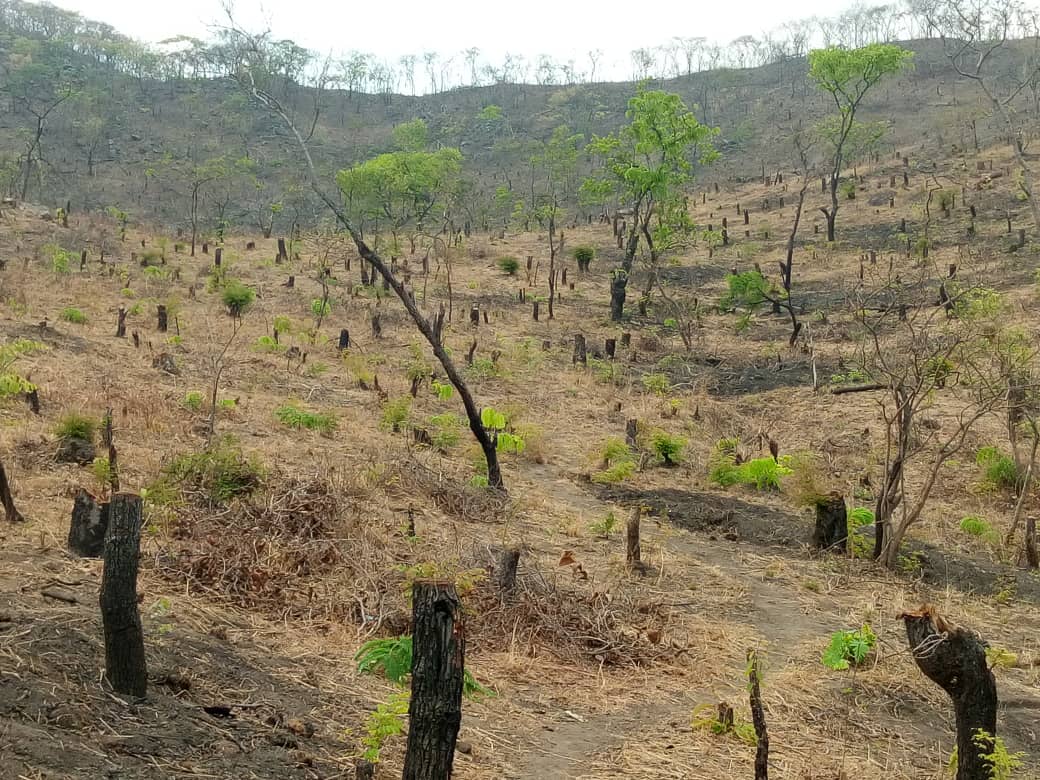 War on nature — Malawi’s Michiru Forest Reserve is being horrifically stripped to extinction
