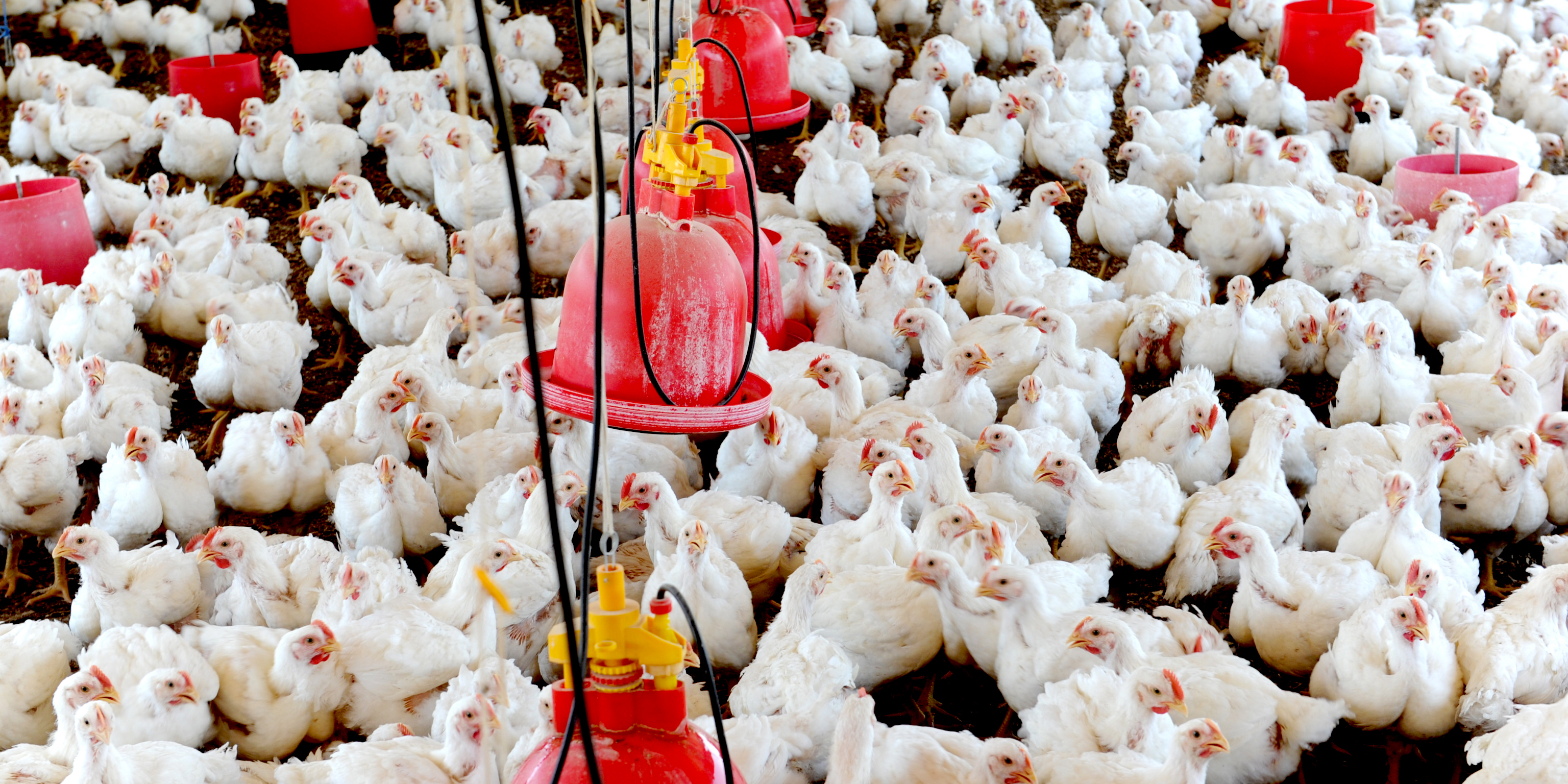 Court orders agriculture department to negotiate avian flu damages payout with chicken farmer