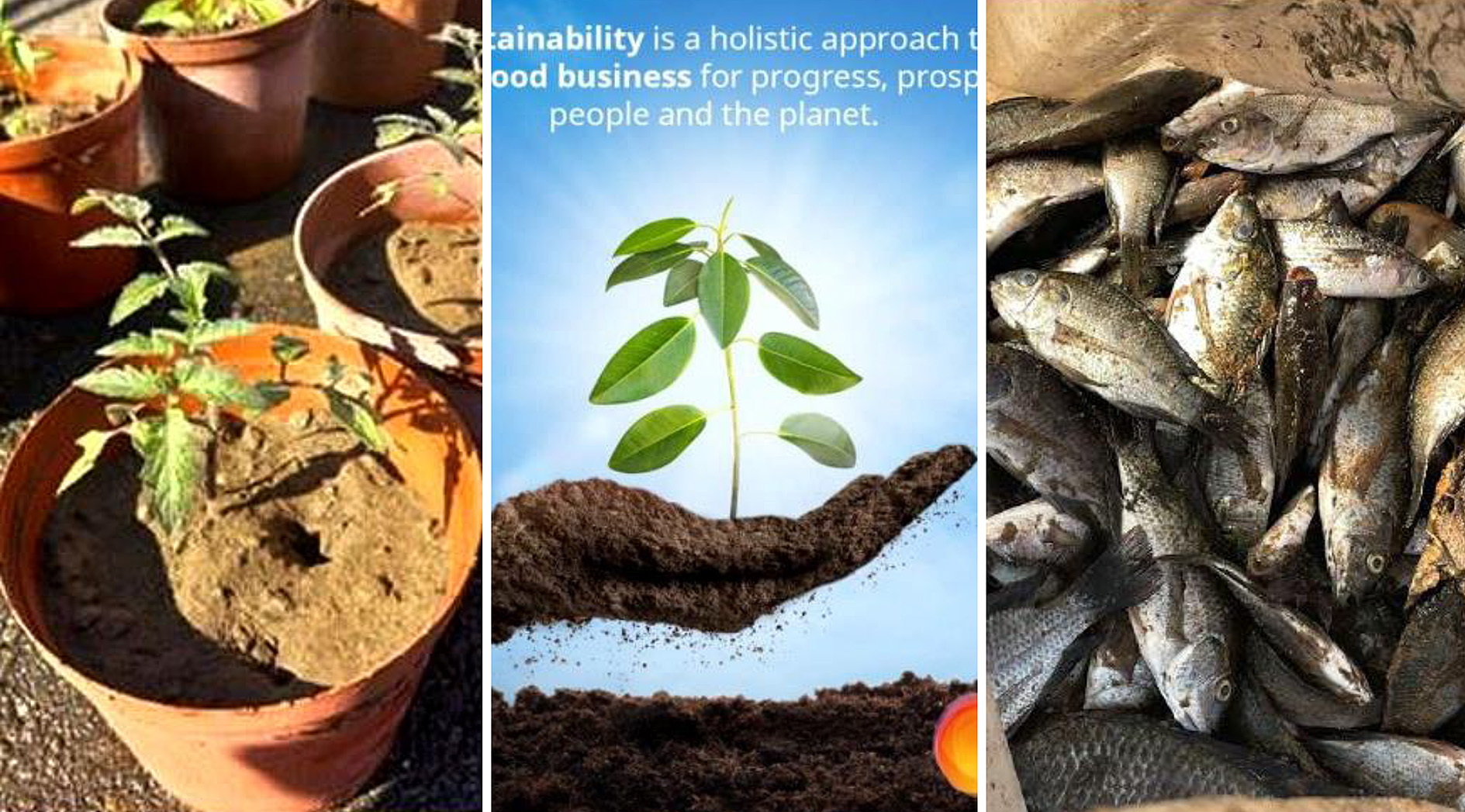 Happy tomato and tadpole tales don’t tell the full story of UPL river devastation