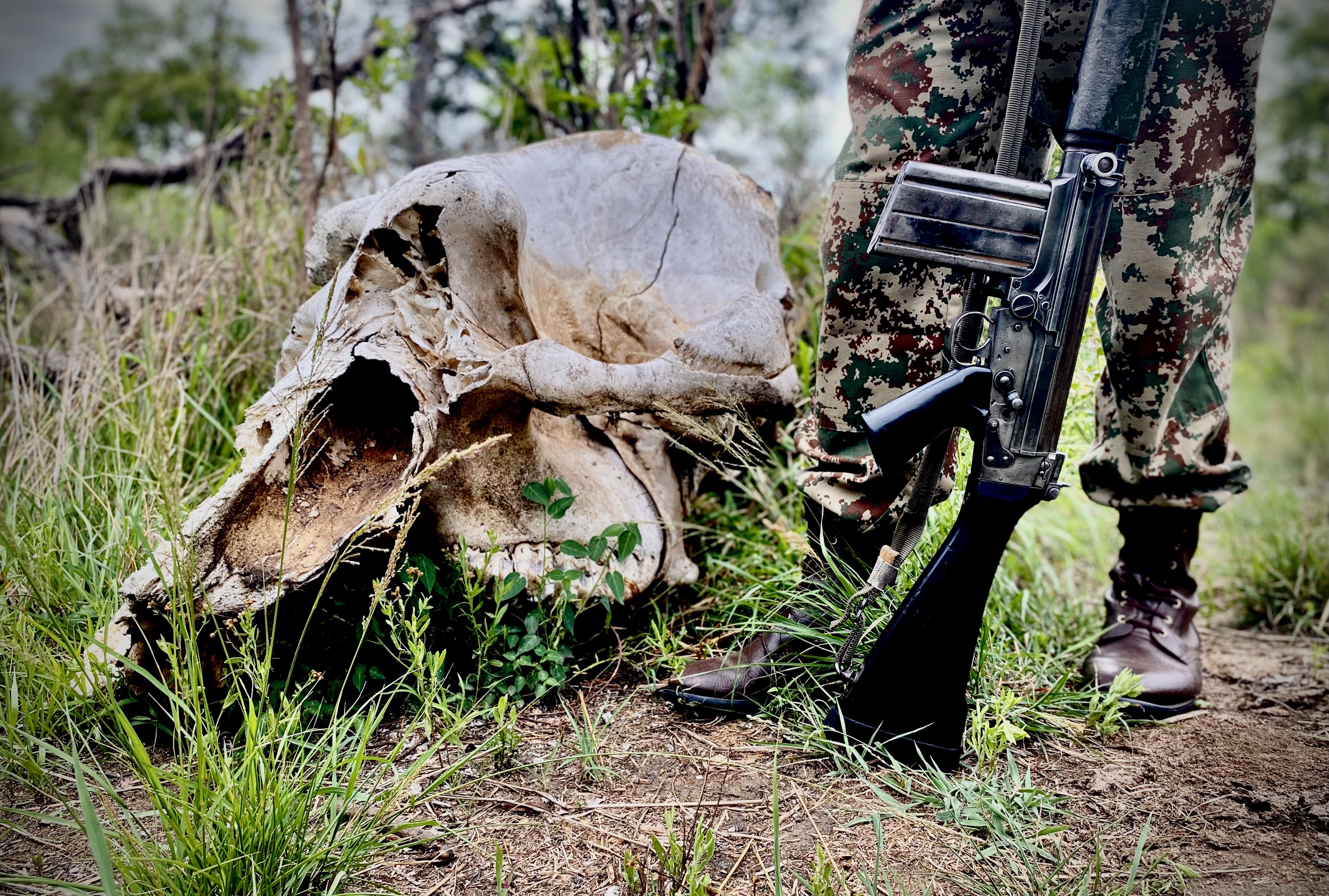 Court gives two accused snare poachers a slap on the wrist despite 'admission' of guilt