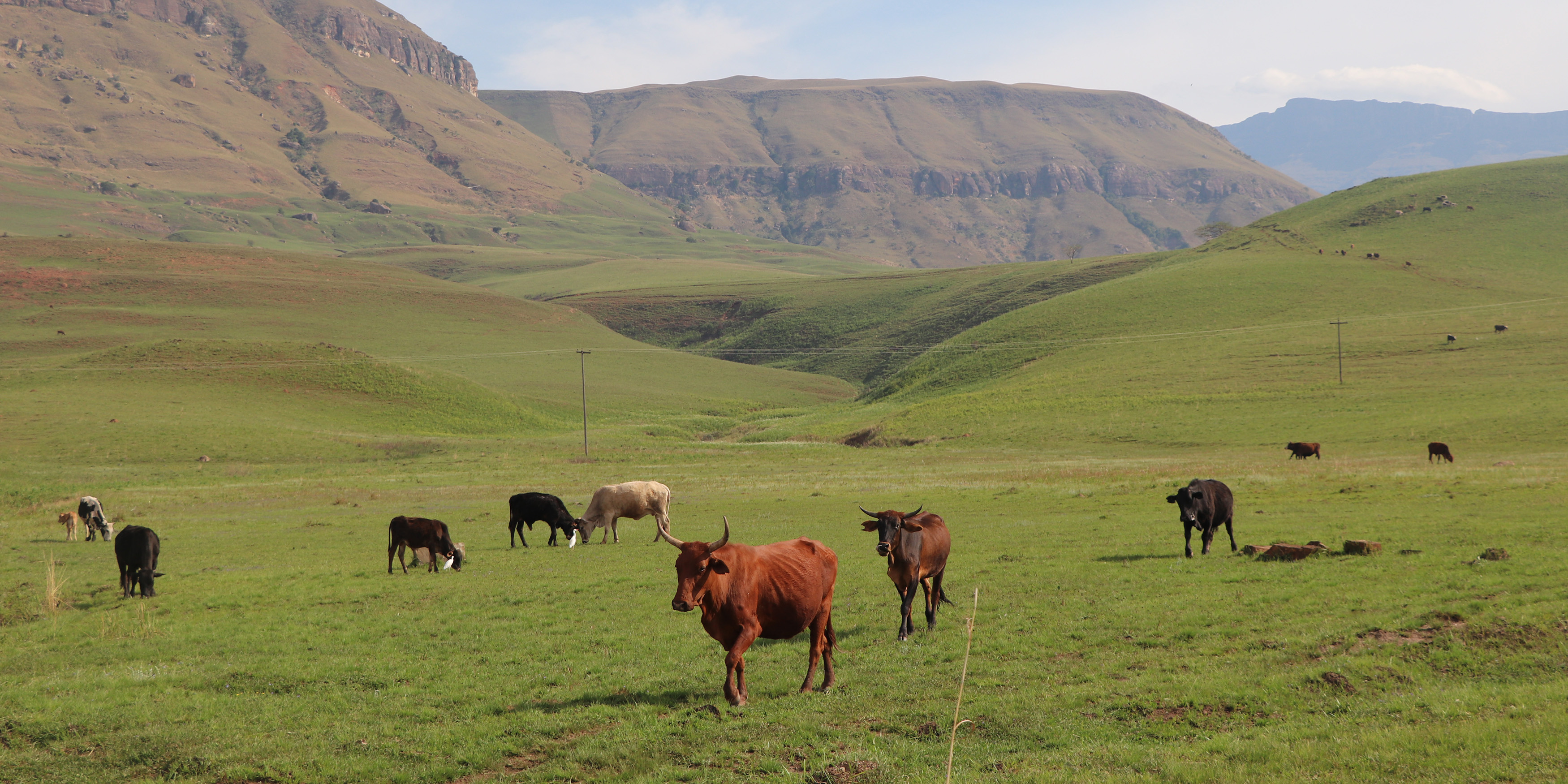 From hardier goats to flood resilience — how climate finance helps communities adapt to environmental hardship