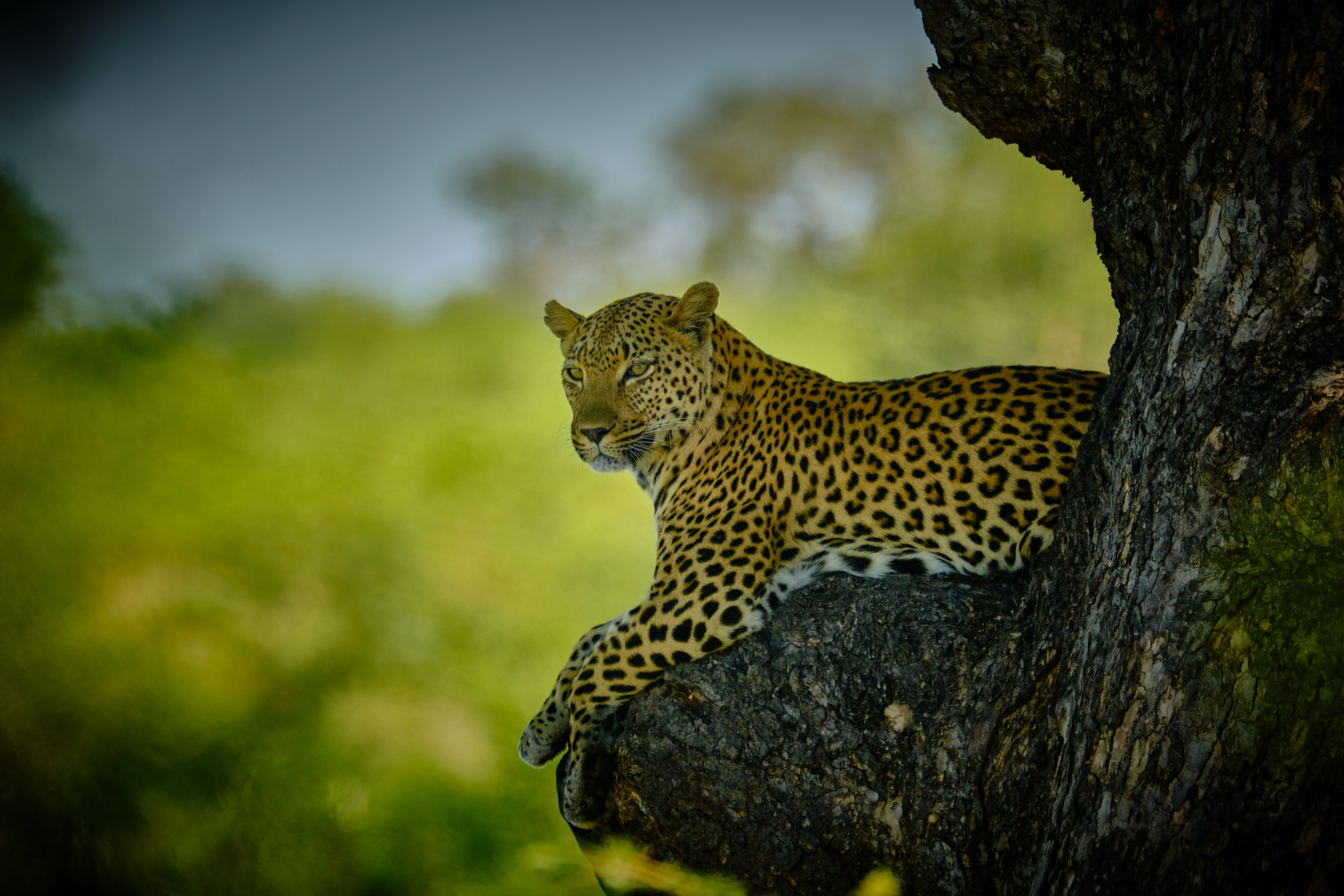 P4U_readersubmission_20231117