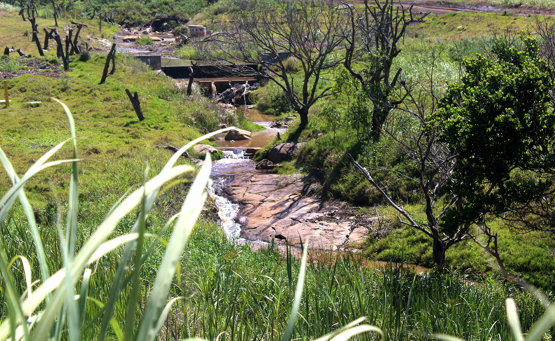 UPL asked to explain how ‘Agent Orange’ war poison chemical ended up in Durban river