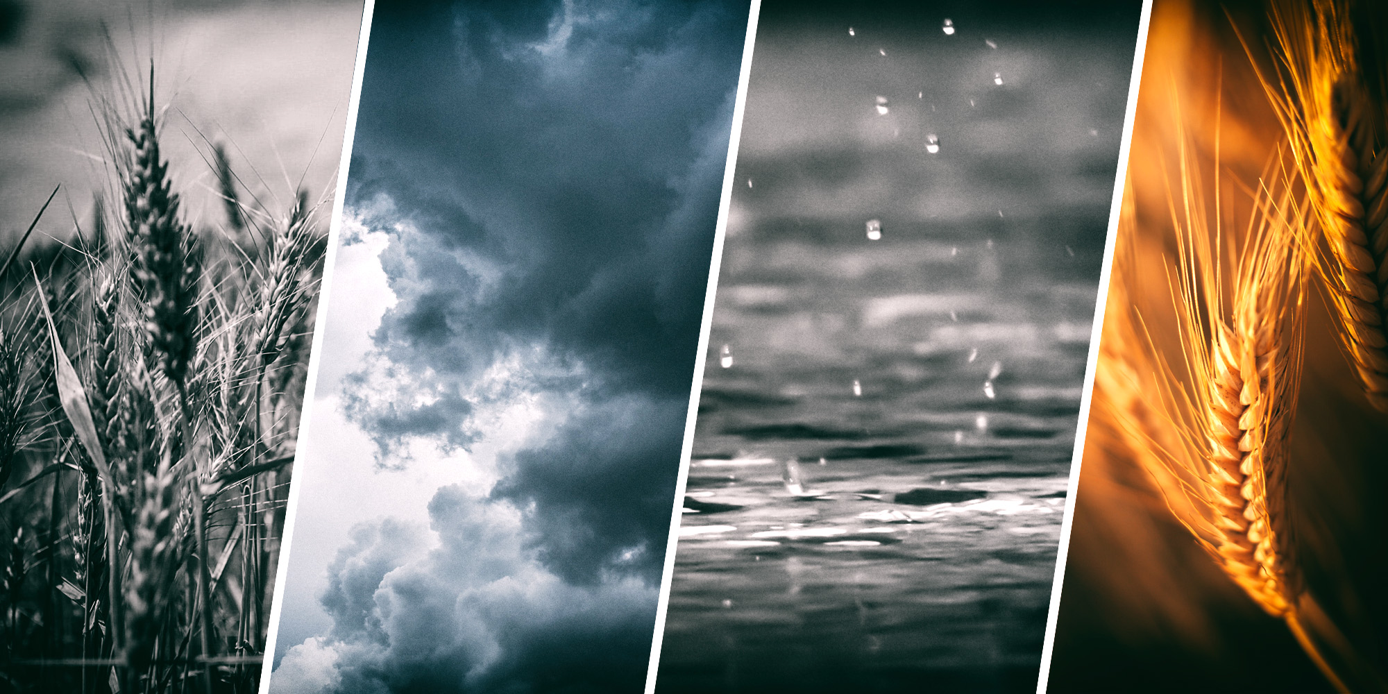 SA summer forecast bodes ill for grain crops as El Niño fans the flames of drier conditions