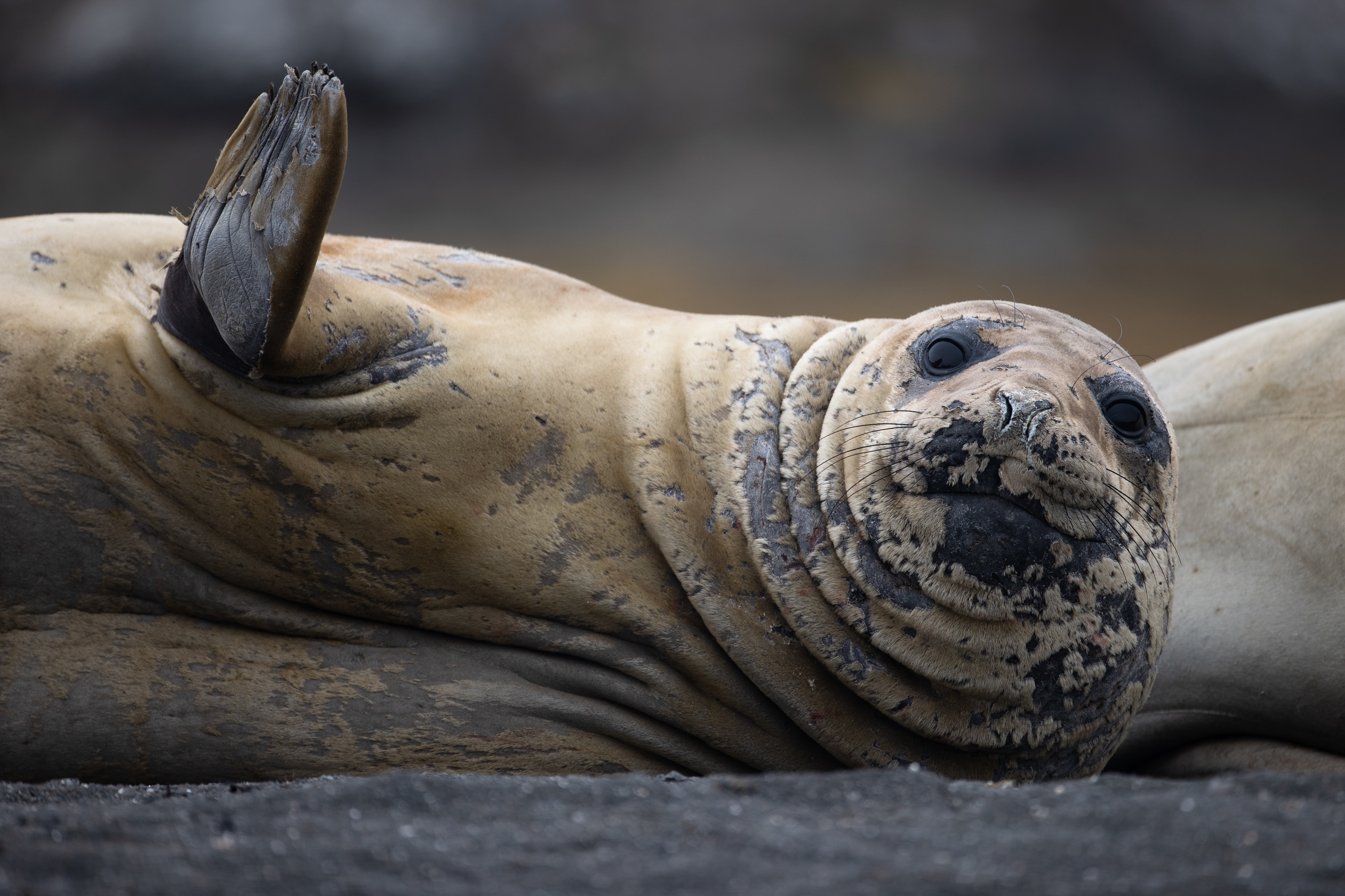 Bird flu found in mammals near Antarctica for the first time, scientists say