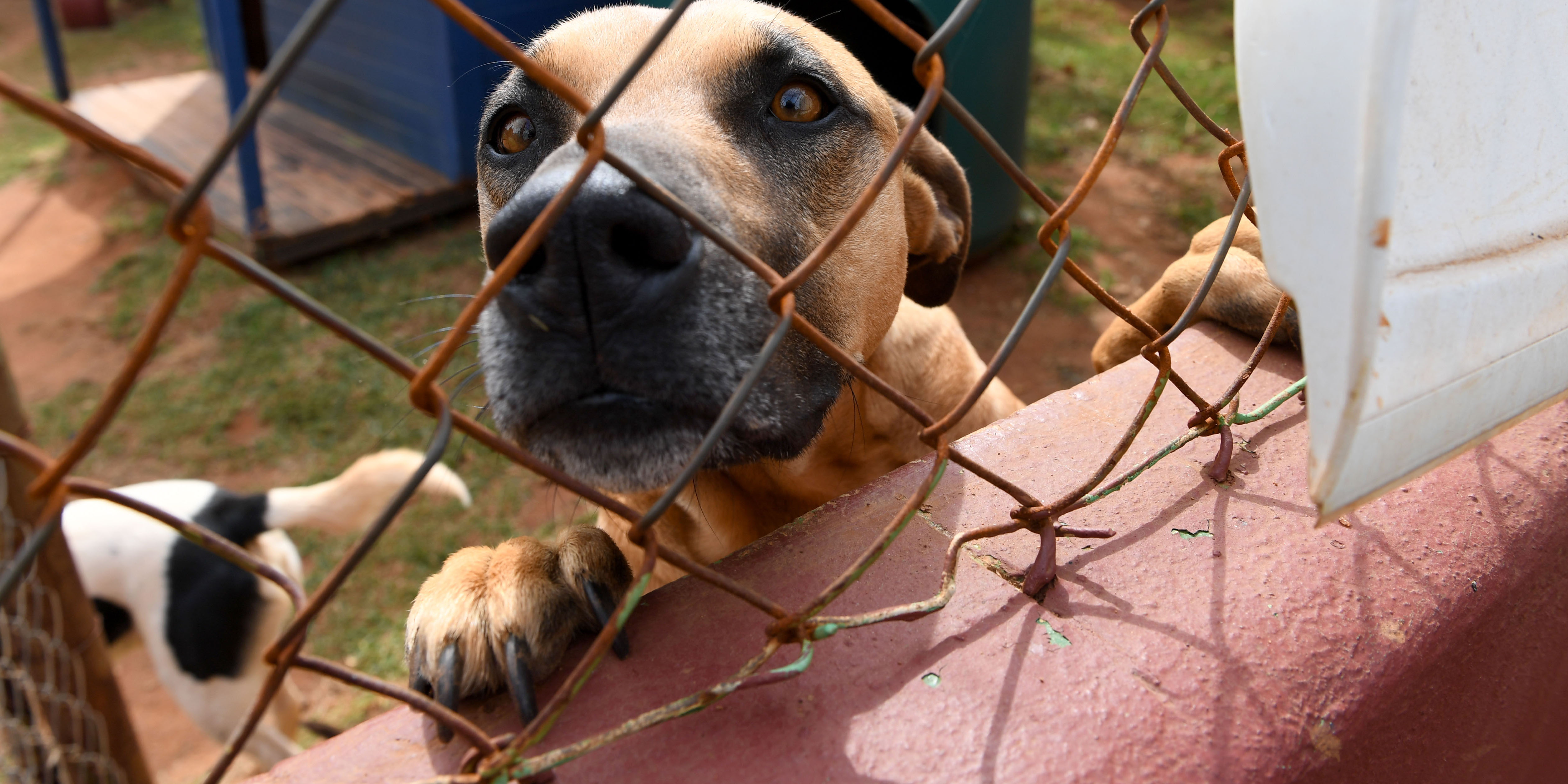 Holiday misery — a season when some deck the halls and ditch the pets