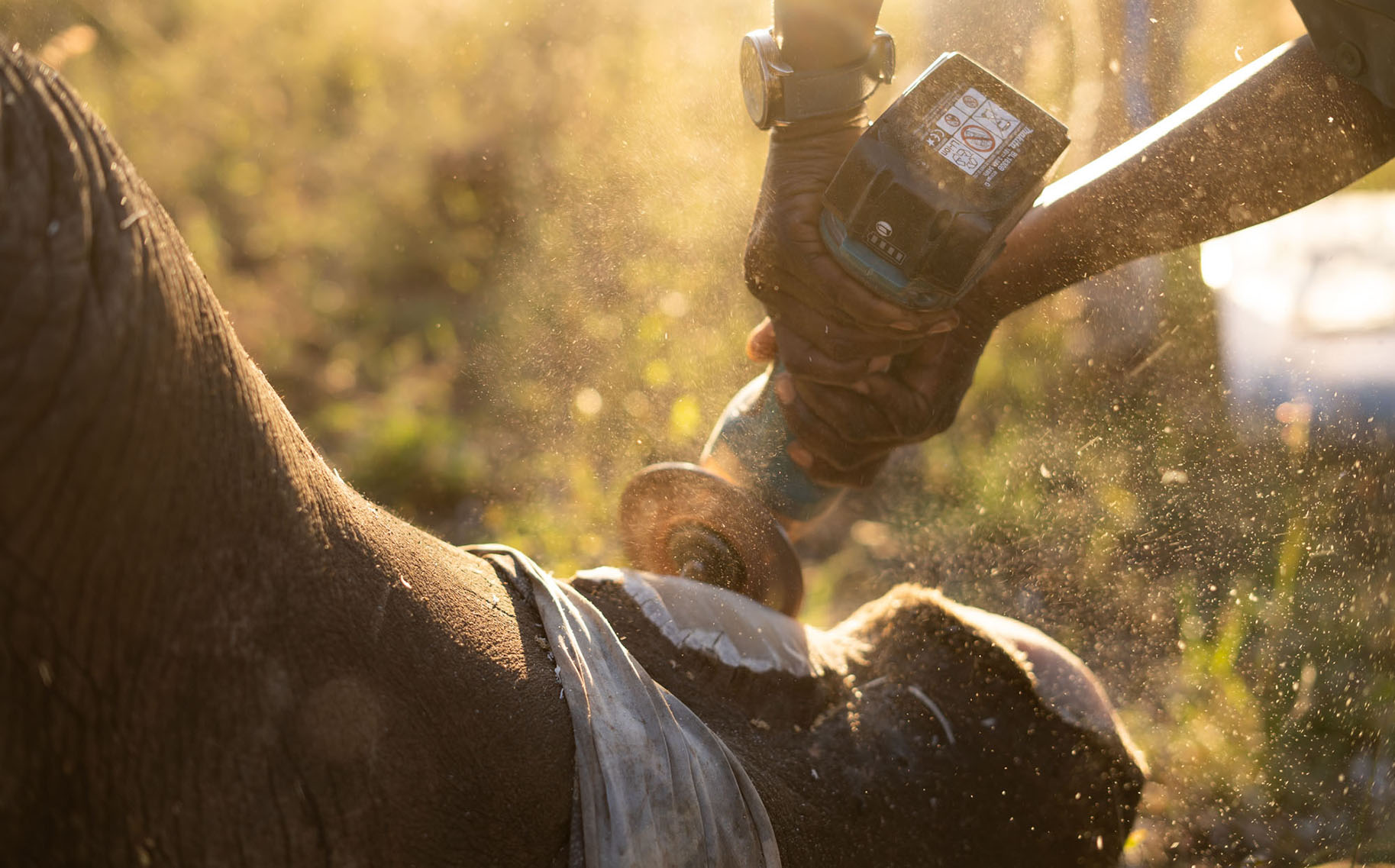 Turning the tide? ‘We’ve lost just one rhino in 350 days’ — Sabi Sand