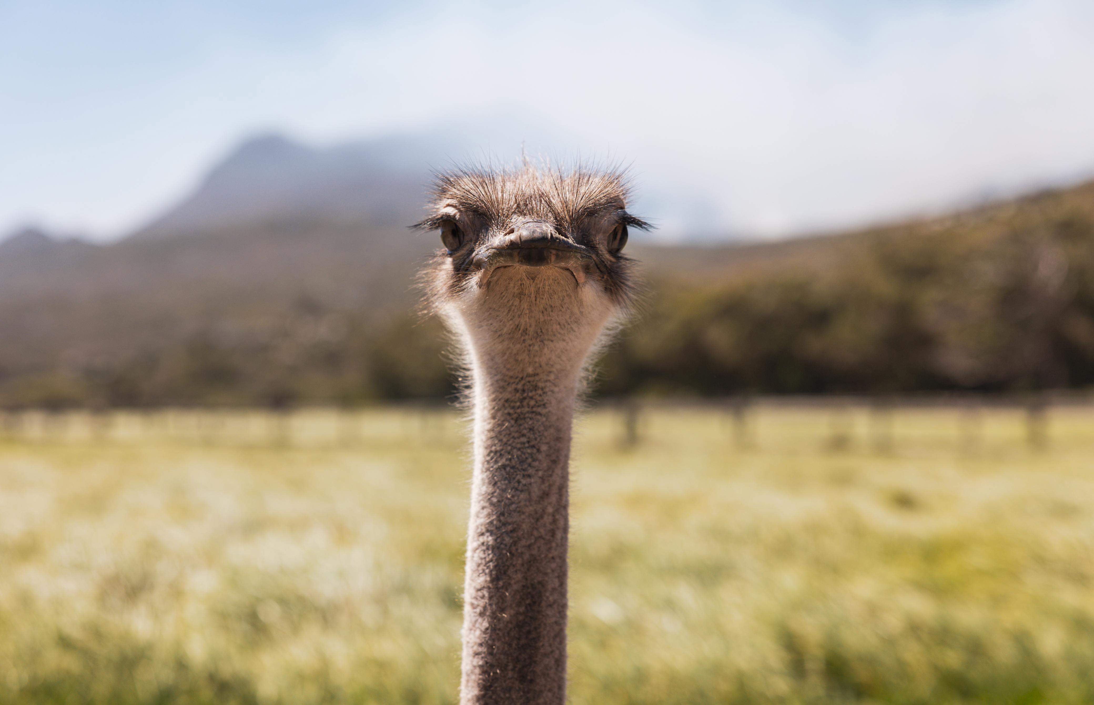 Canada to kill ostrich herd infected with bird flu after top court declines to hear farm's case