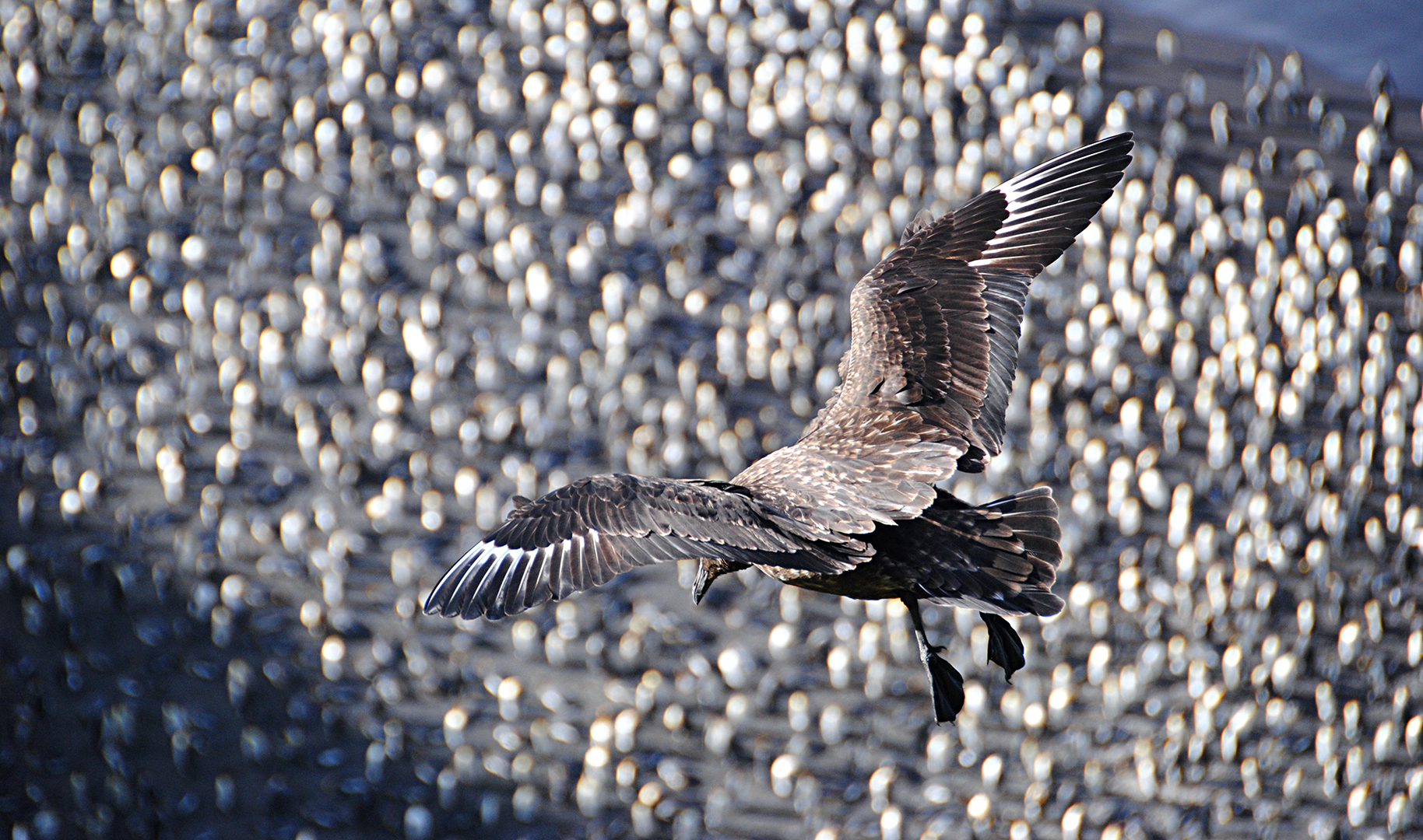Antarctica lawyers up: Hopes for a legal revolution to defend Earth’s vast southern wilderness