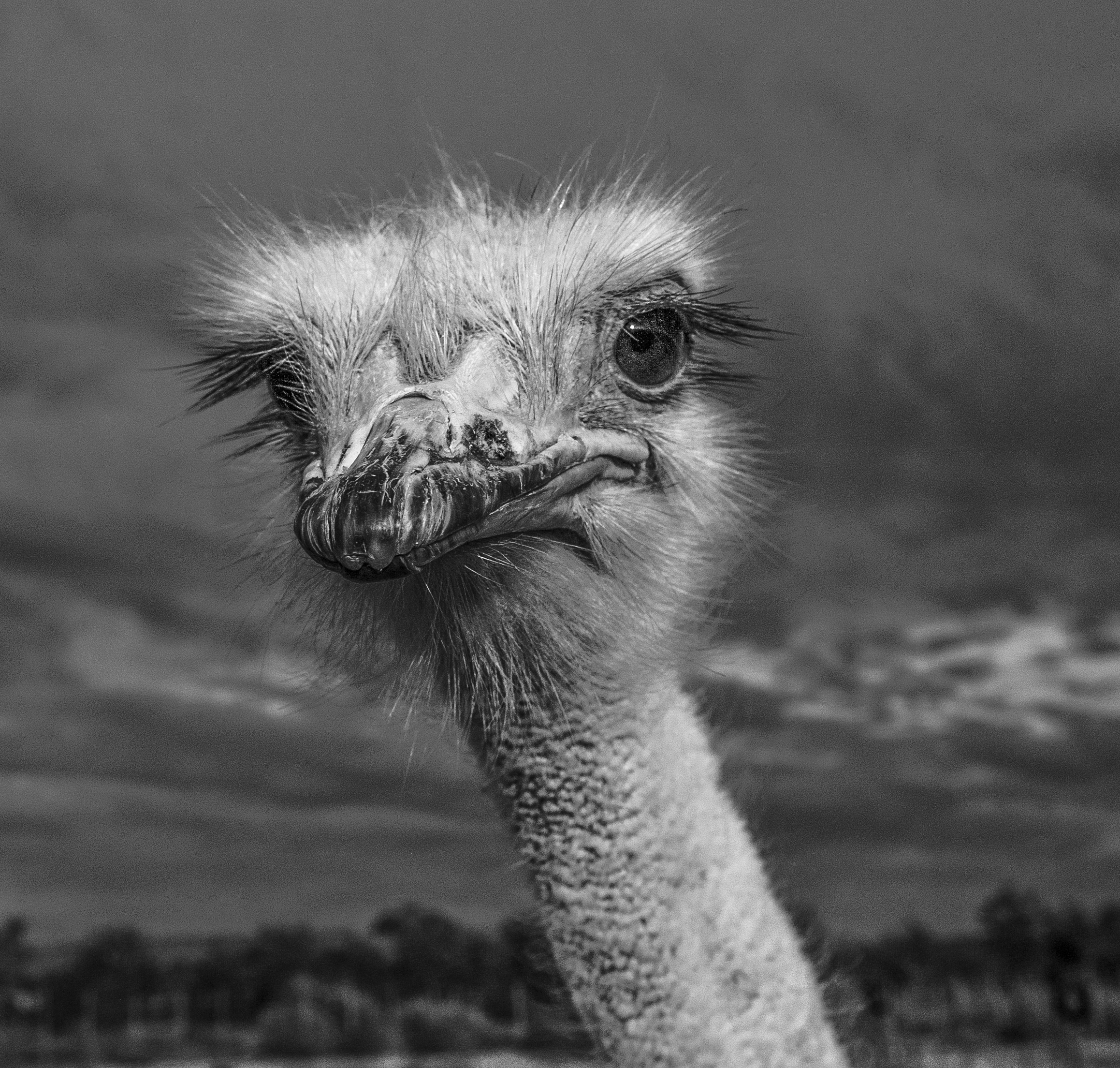 A travellers’ guide to Mount Stewart, mohair country and the Eastern Karoo