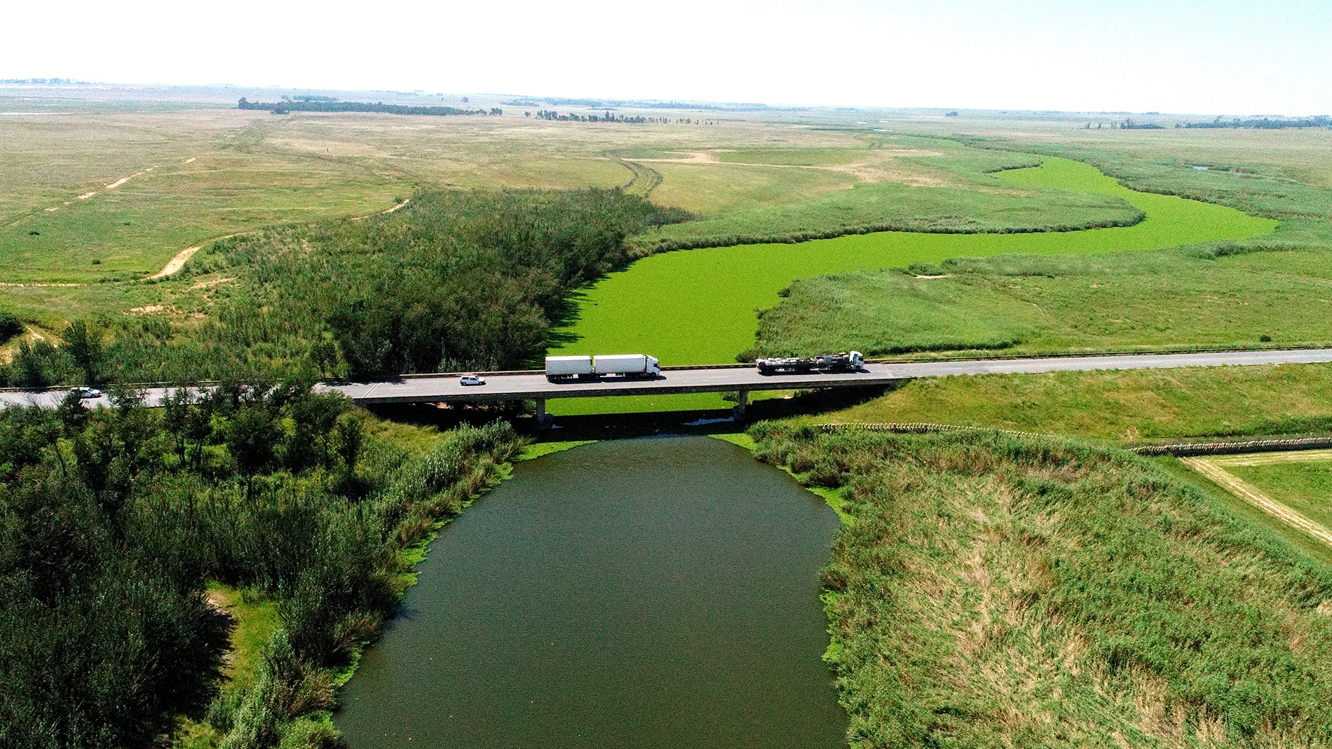 Rapid water lettuce spread threatens Vaal River — weevils could be the solution