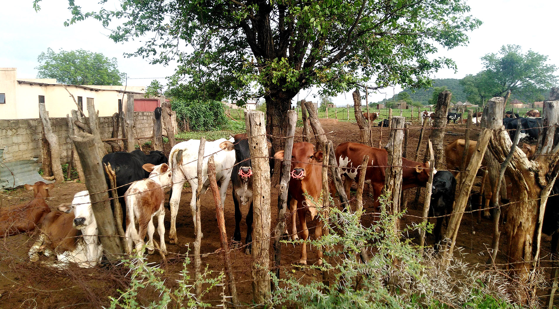 Farmers approach EFF for assistance after government blocks cattle sales 