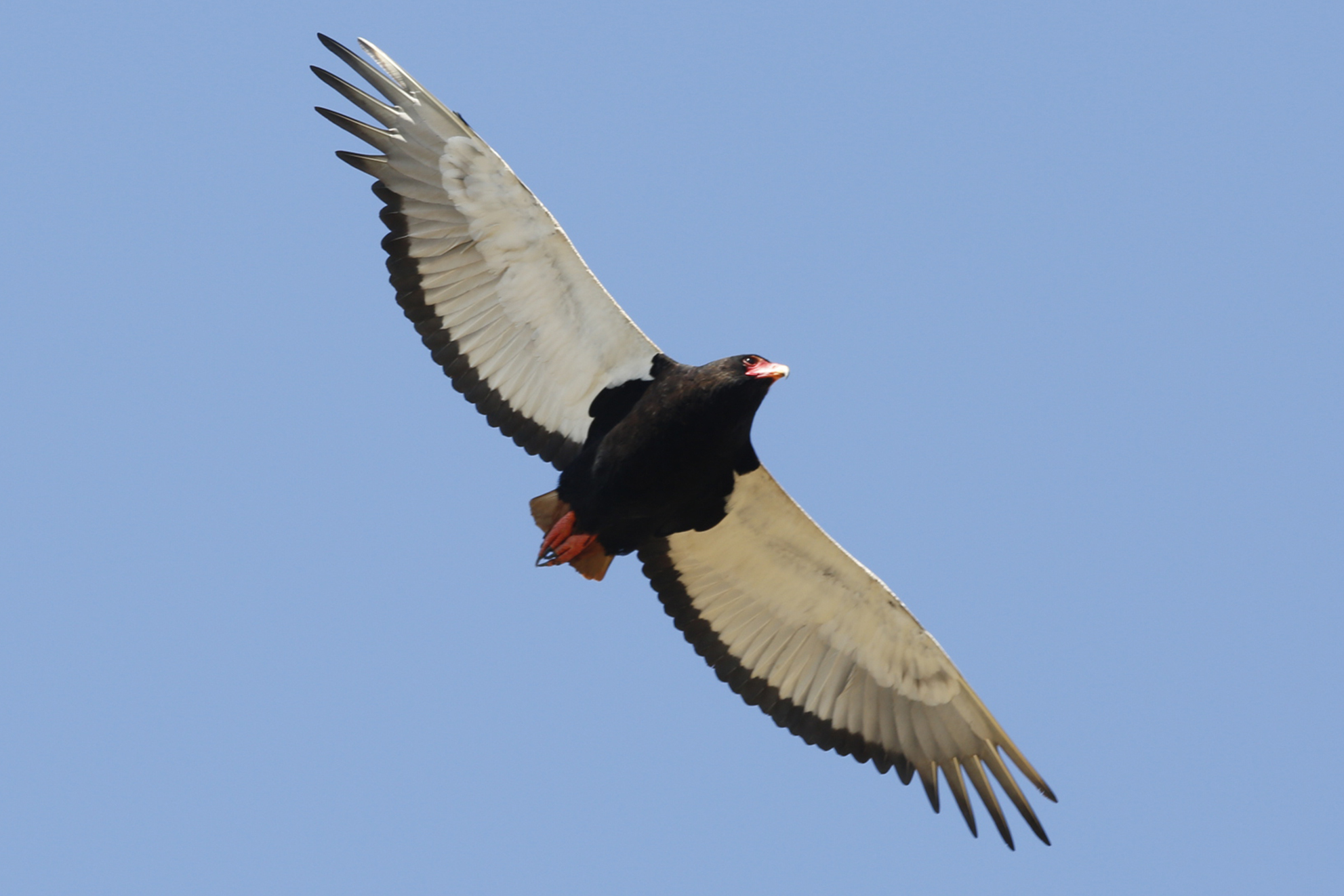 Meet the majestic bateleur, BirdLife SA’s 2024 Bird of the Year