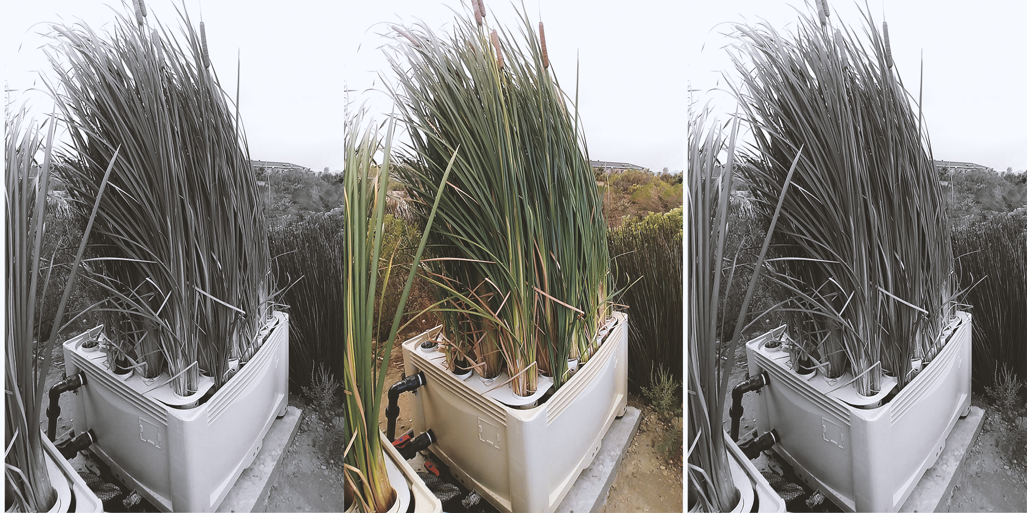 Boxing clever — this engineered wetland is a holistic solution to SA’s water treatment problems