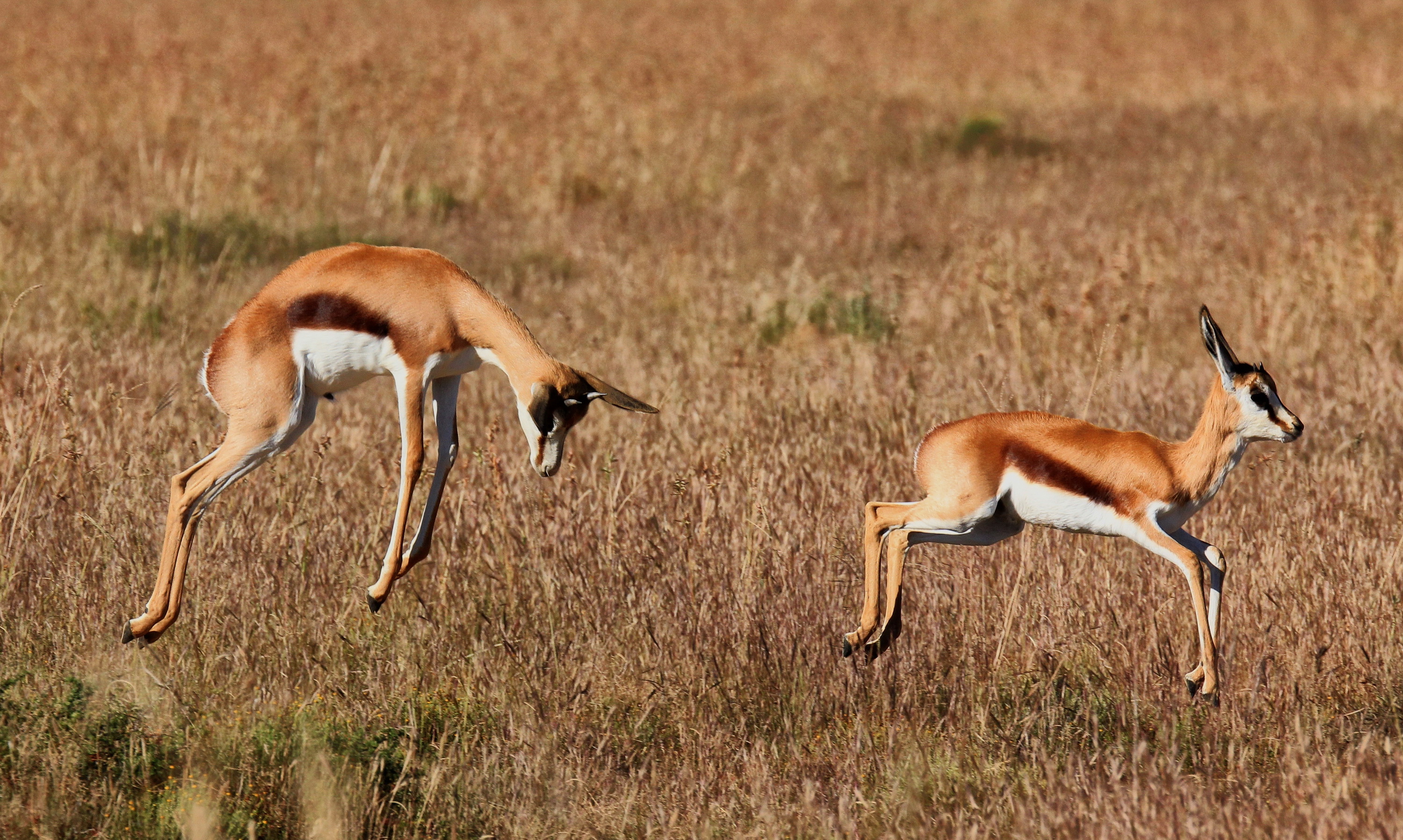 Solving the great mystery of the trekbokke