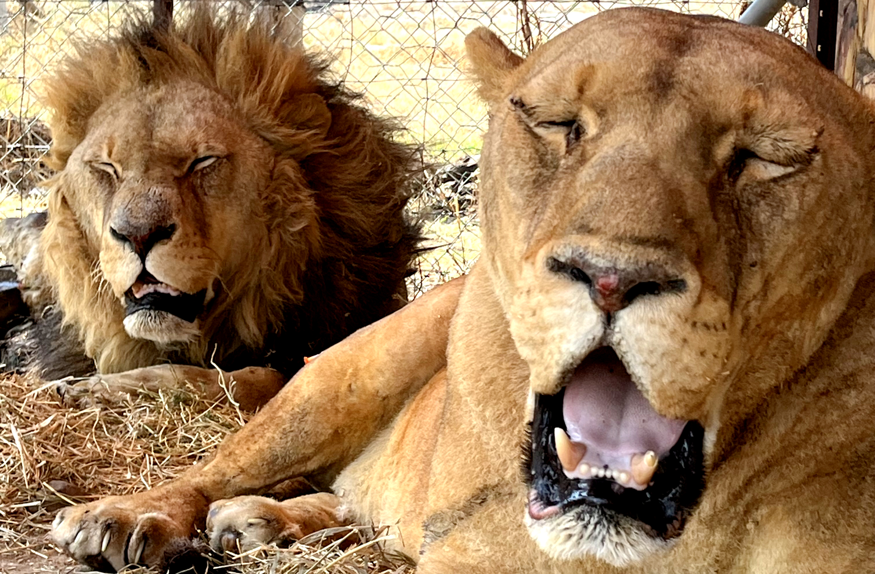 Worcester nature reserve donation scratched after probe launched into burnt, ‘illegally kept’ lions