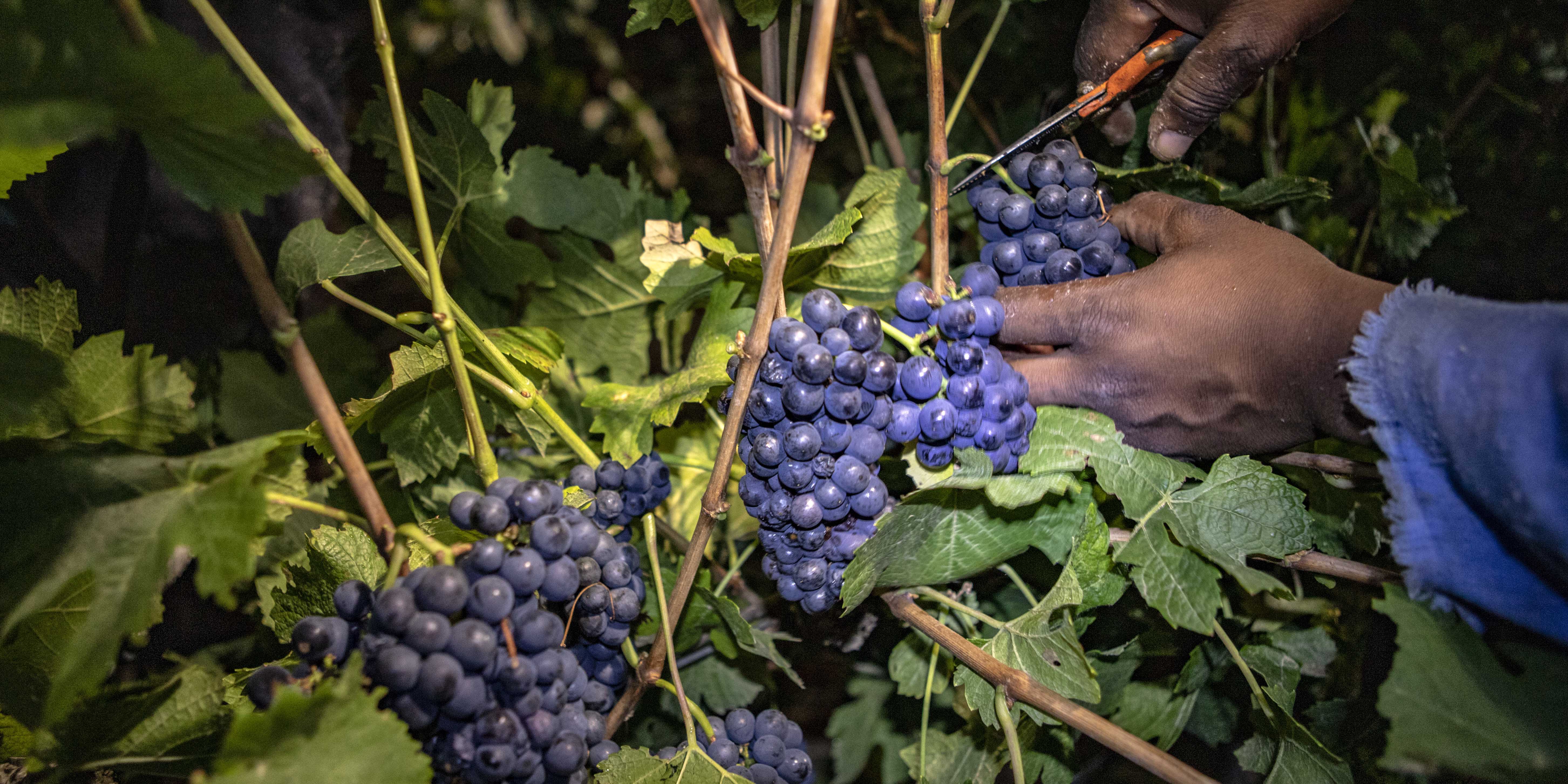 Worrying trends emerge for South Africa’s wine industry
