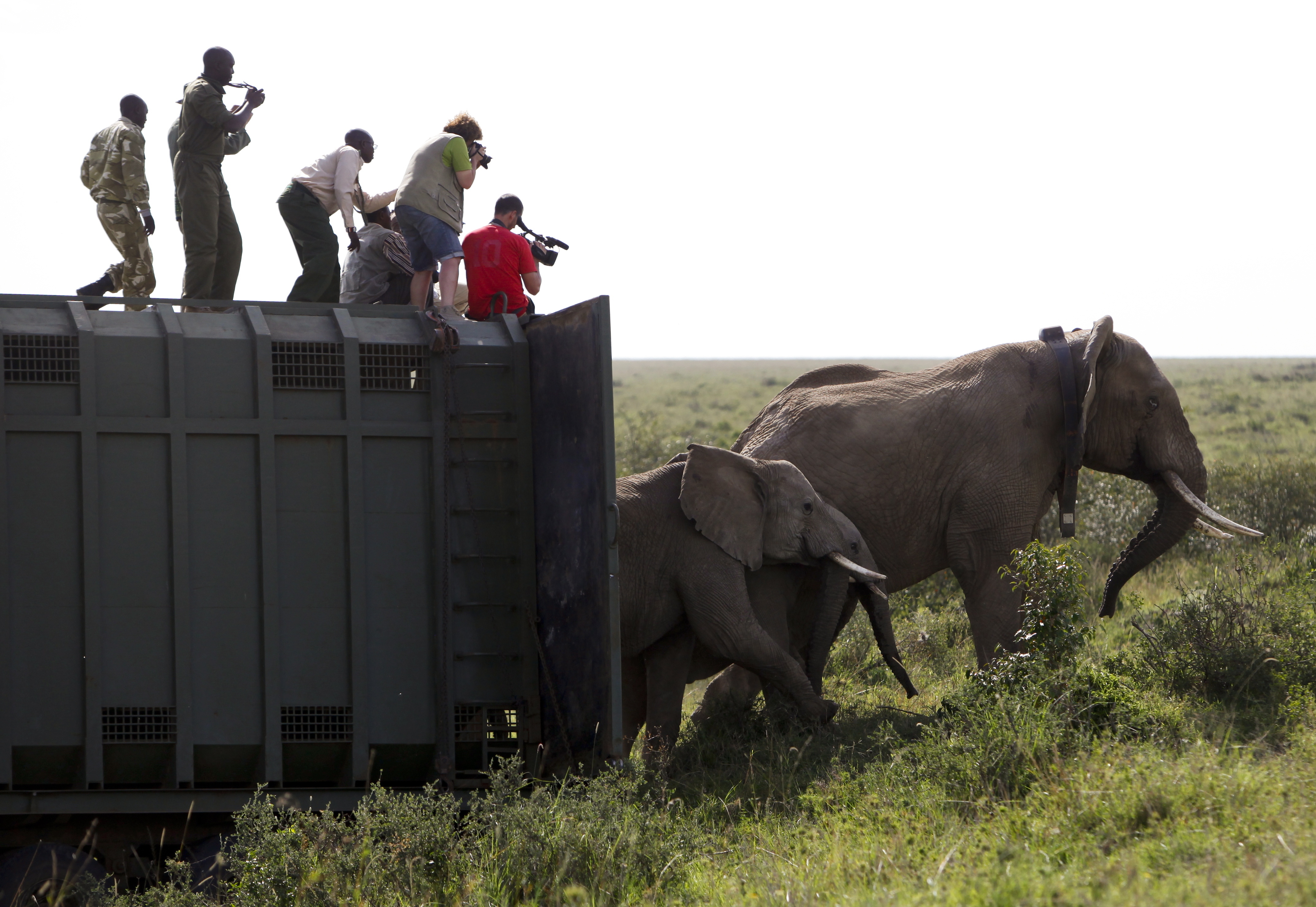 Loaded for Bear: Rural Africans endure dangerous wildlife relocations folks up north wouldn’t tolerate