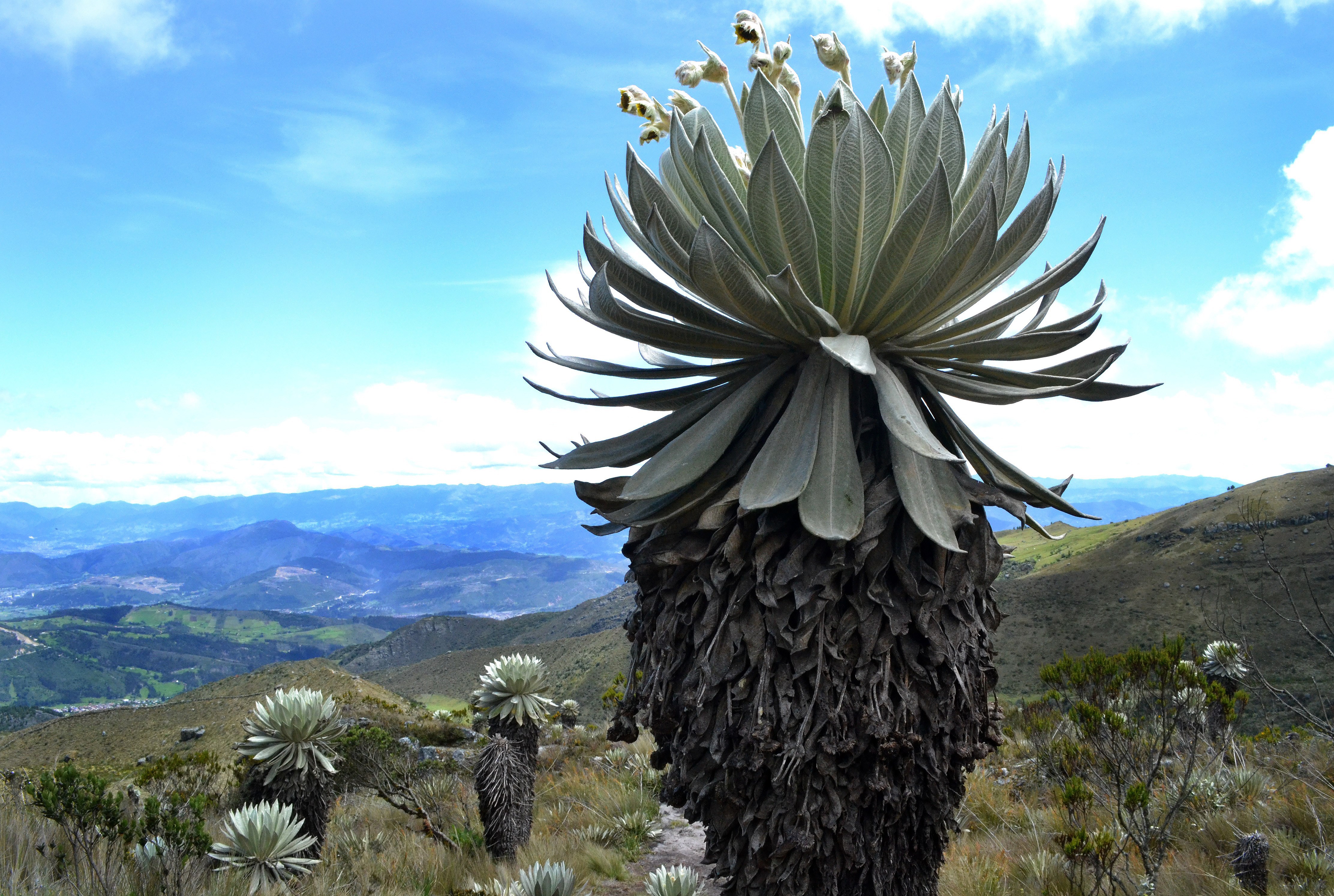 Paramo of Oceta, among the most beautiful in the world