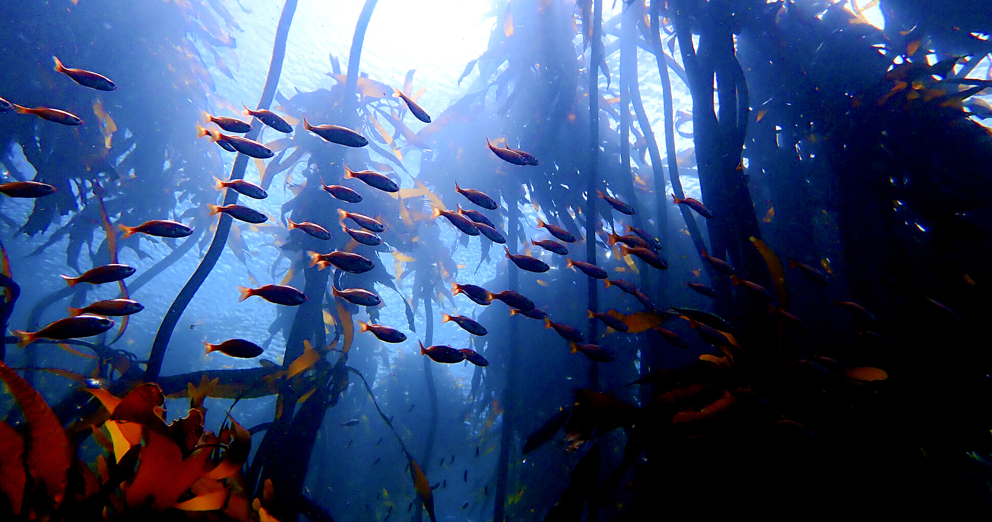Reach out, speak out, paddle out: False Bay sea forests and other spots of hope