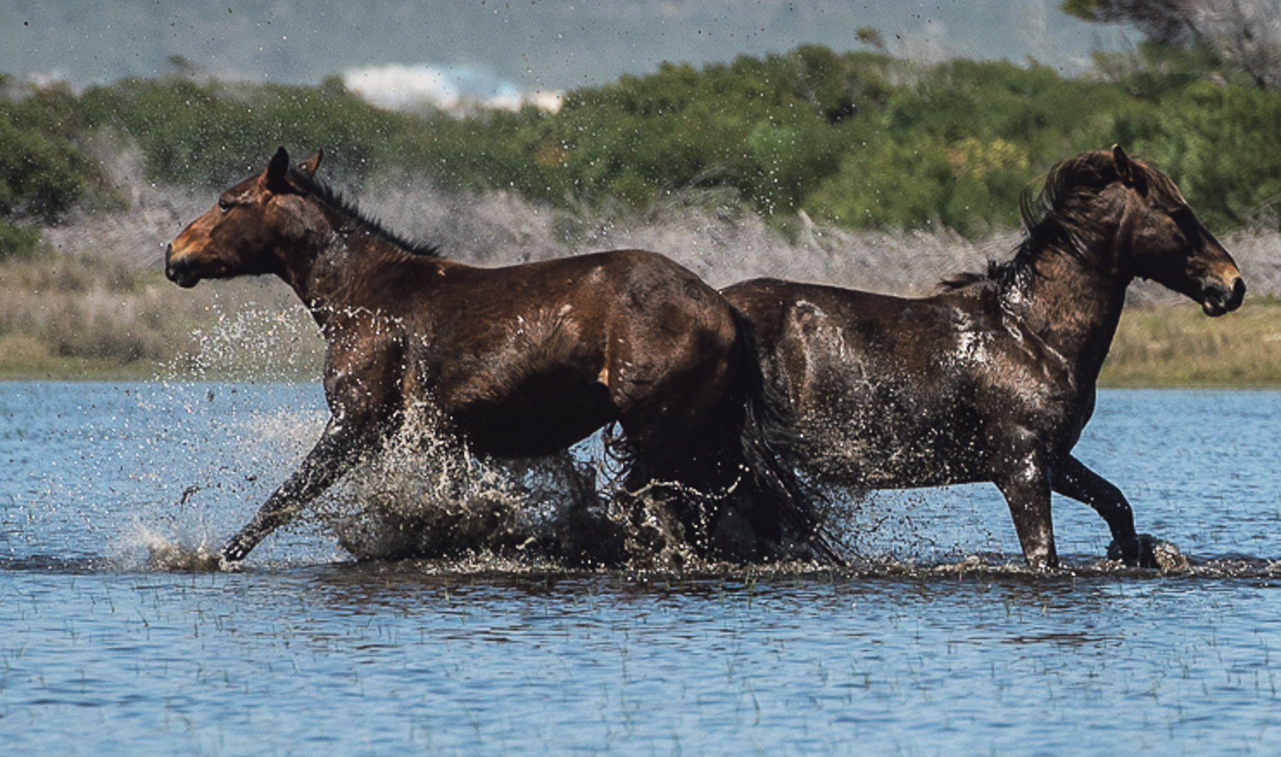 Free-roaming wild horses in severe danger as habitat shrinks, traffic accidents rise