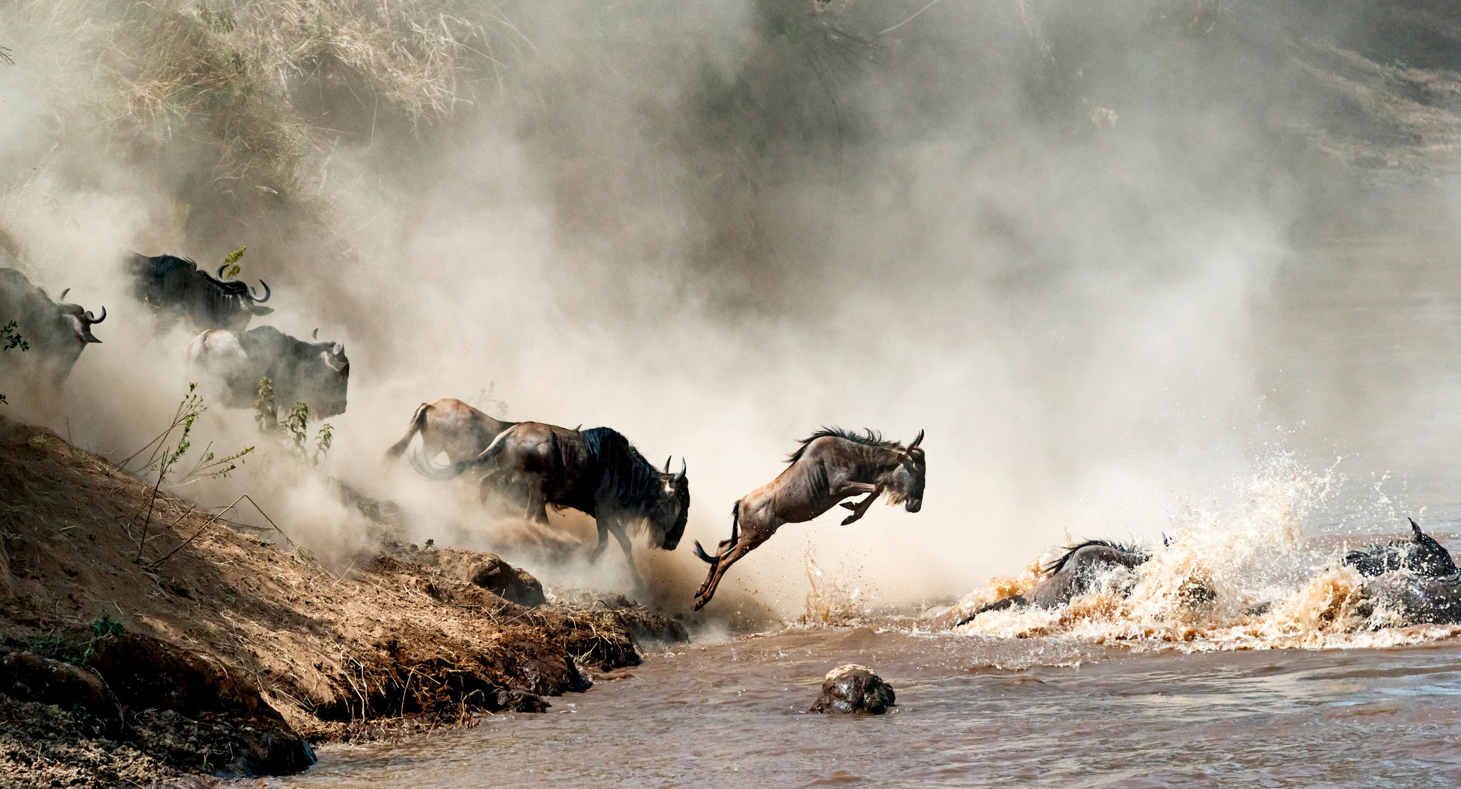 World's migratory species in free-fall but plans under way to mitigate human harm