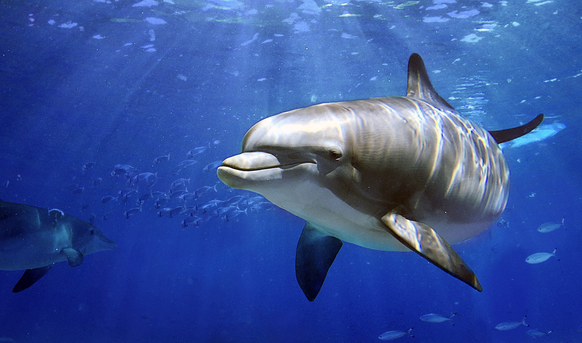 Dolphins and porpoises increasingly slaughtered for food and fish bait
