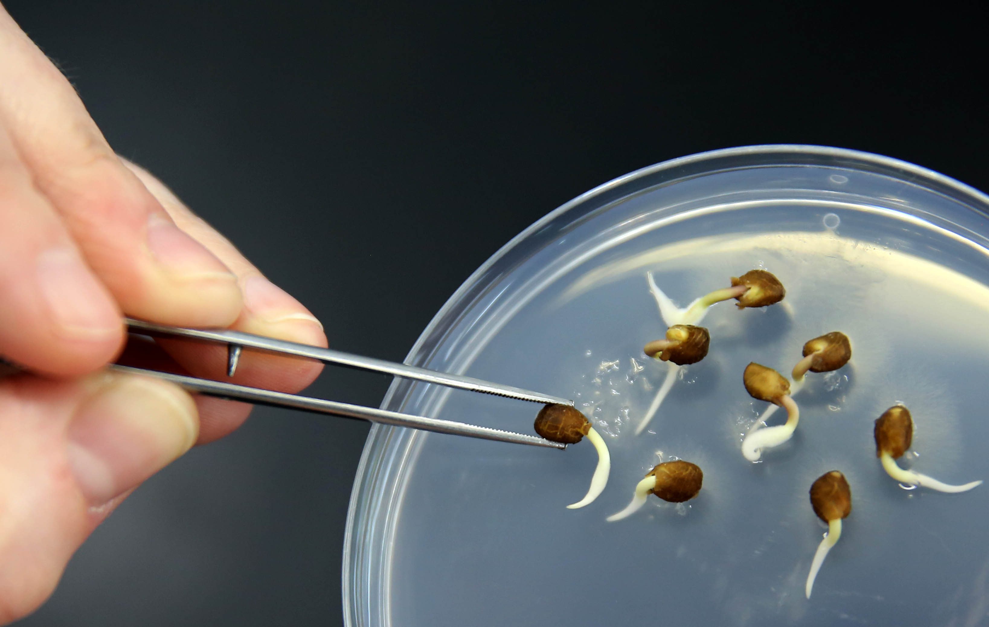 Costs of inappropriately regulating all seed innovations as GMOs are too high for South Africa