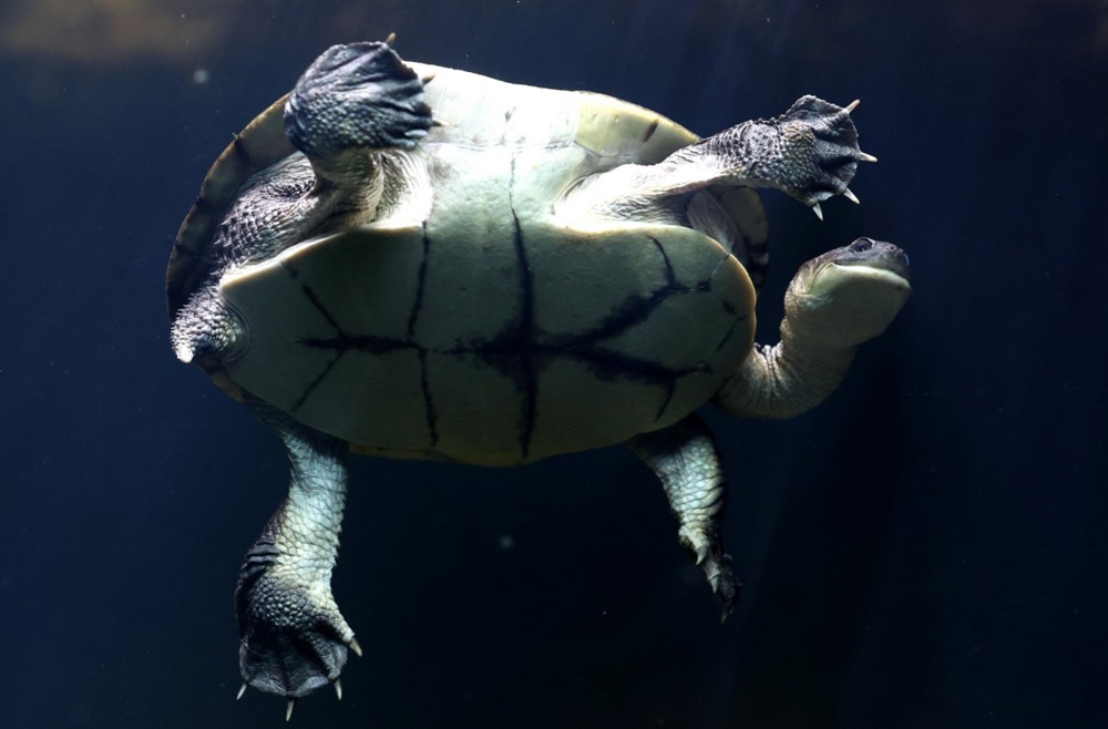 The 'Secret Life of Reptiles and Amphibians', and more from around the world