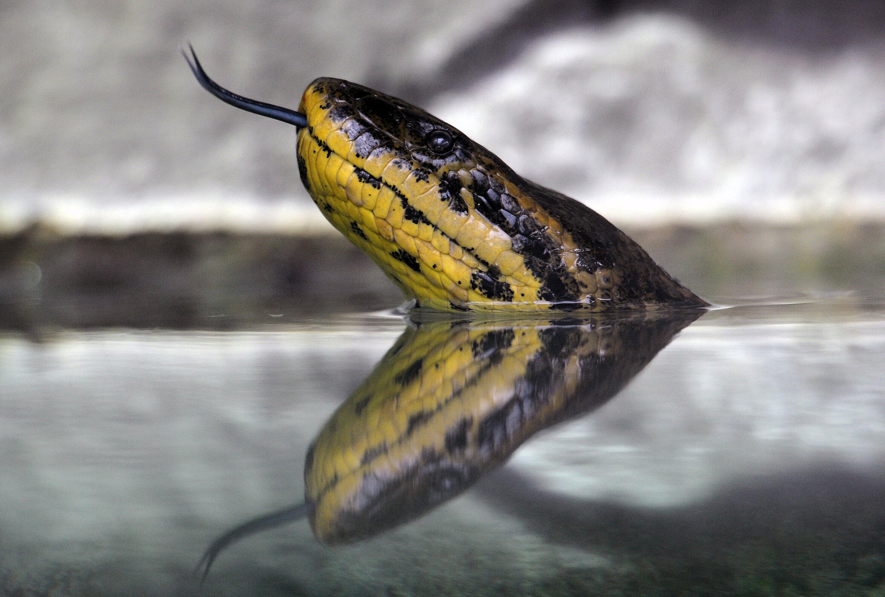 New species of Amazon anaconda, world's largest snake, discovered