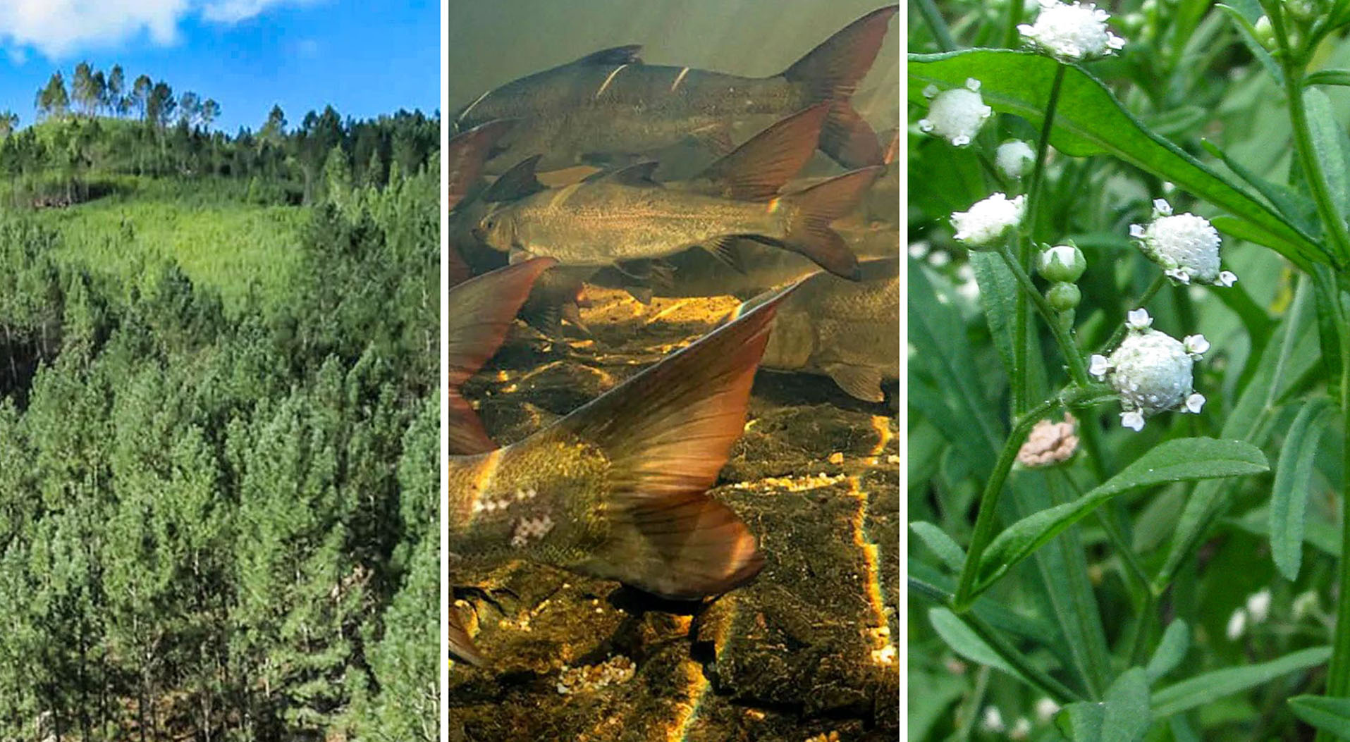 Why South Africa spends billions fighting alien invaders