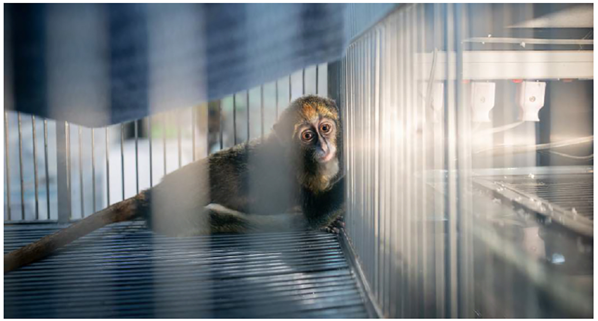 Cruel and needless — the grim truth about wildlife farming exposed in new report