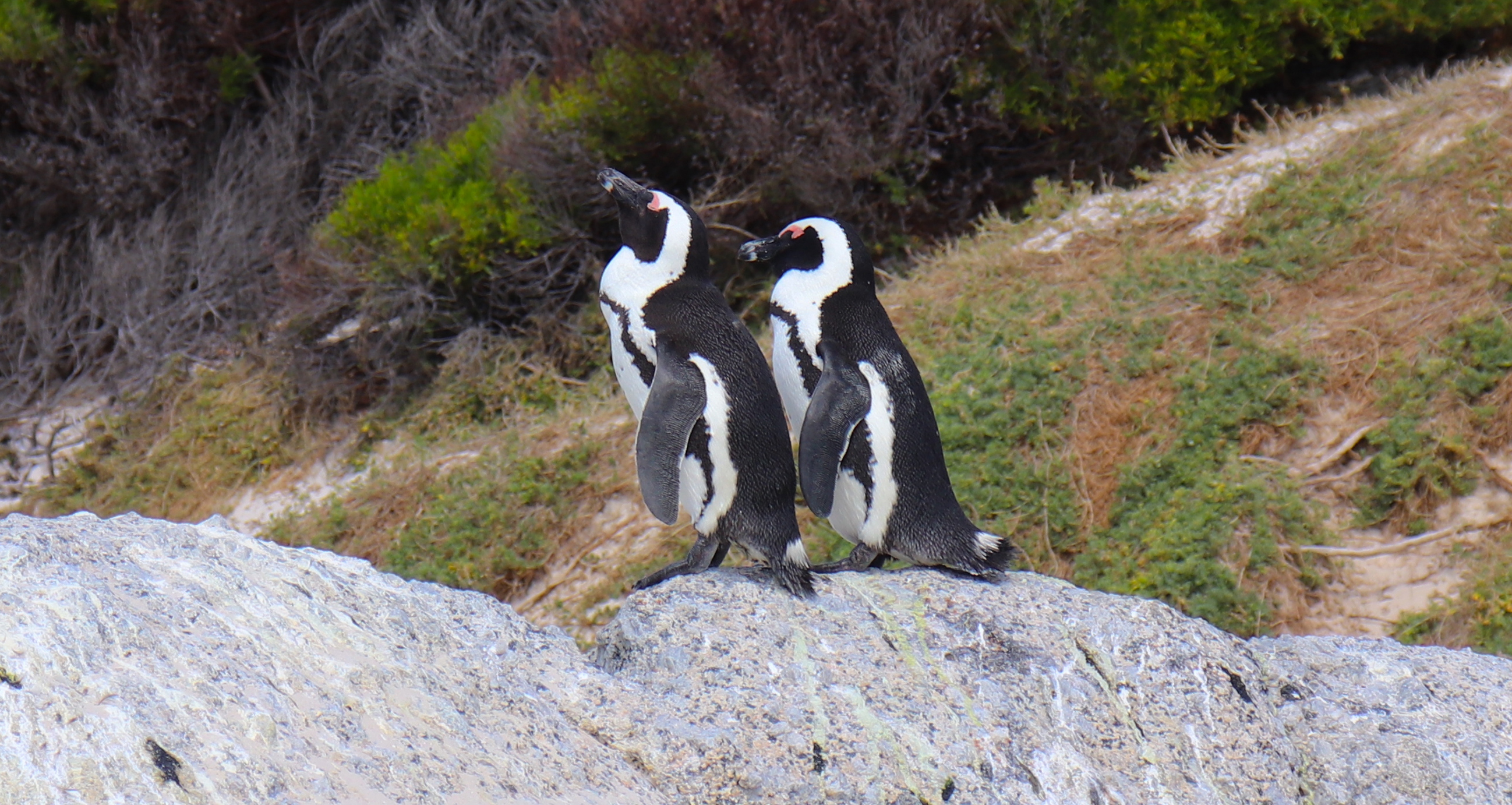 Lawsuit launched against environment minister in bid to halt African penguin extinction