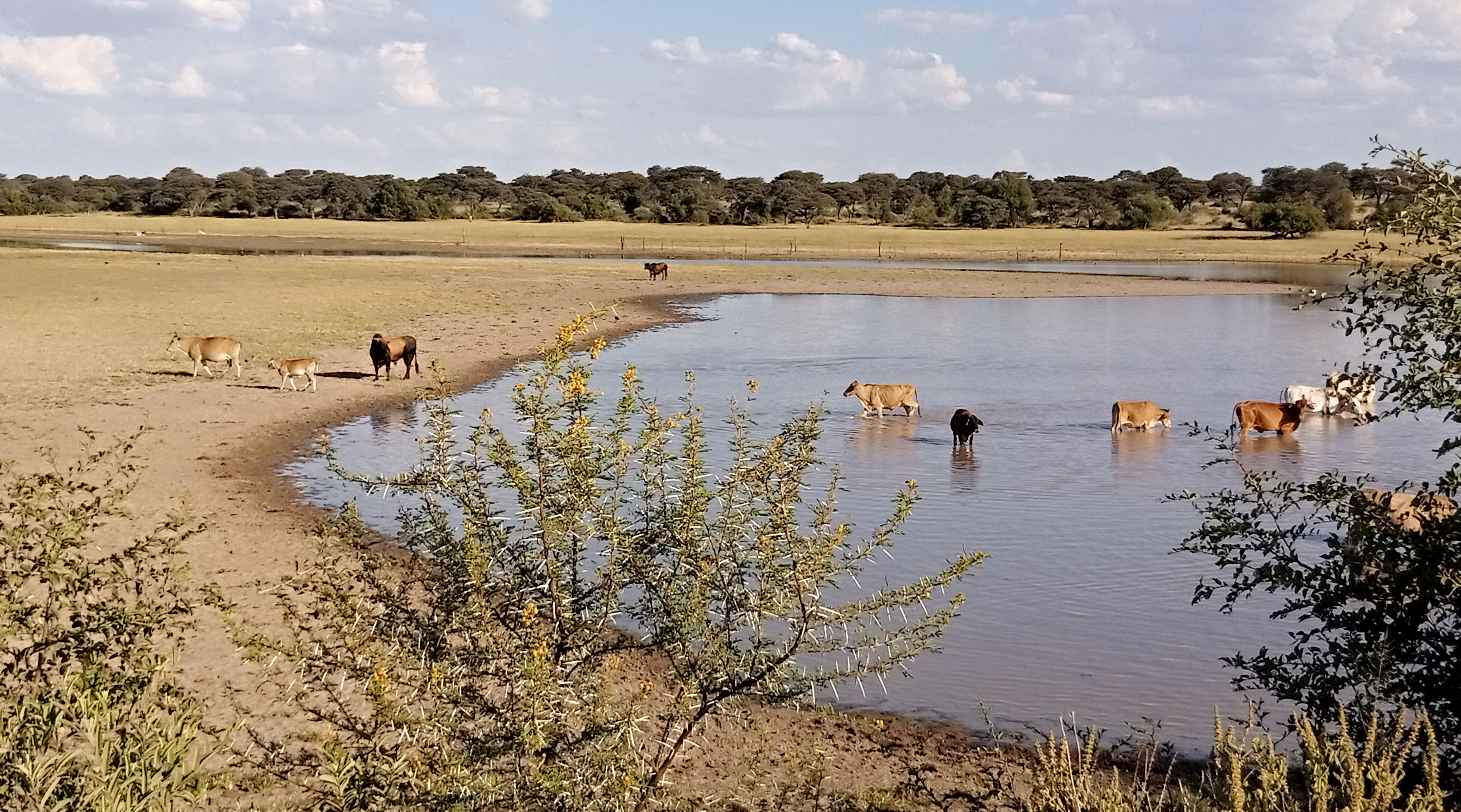 Botswana scrambles to erect animal disease barrier on SA border – with no sign of EIA studies