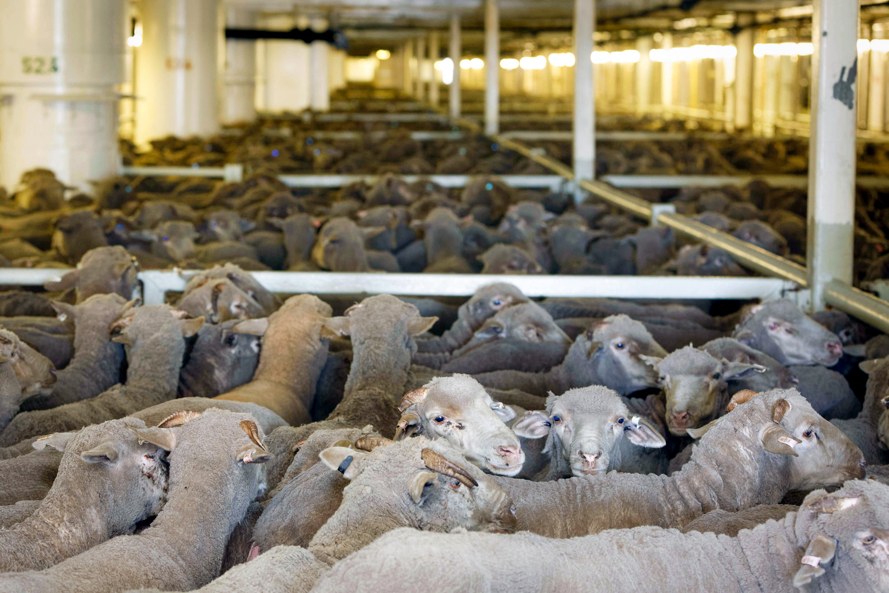 NSPCA slams draft regulations on exporting live animals by sea