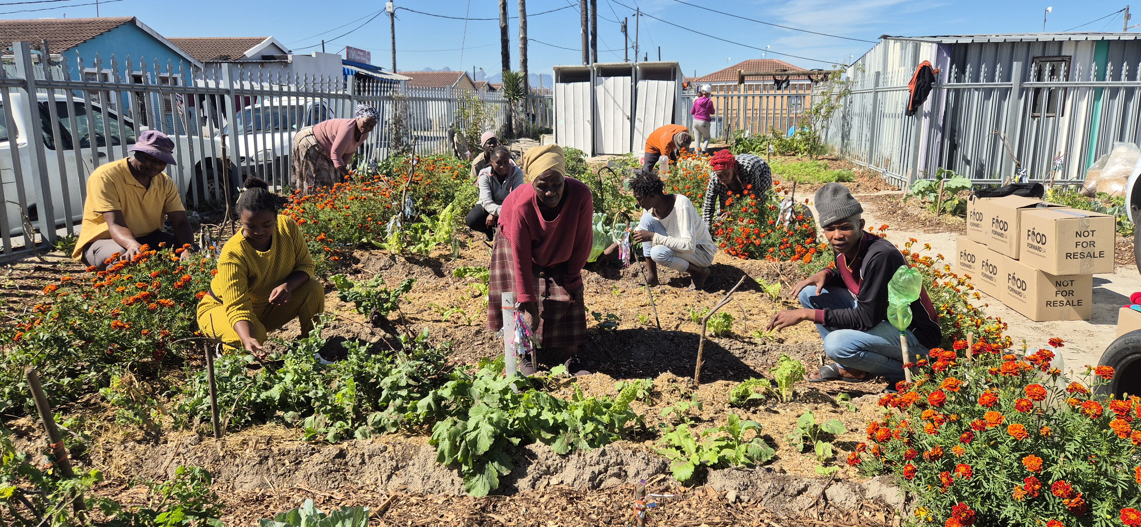 How community gardens are reducing foodstuff waste and increasing food security in SA