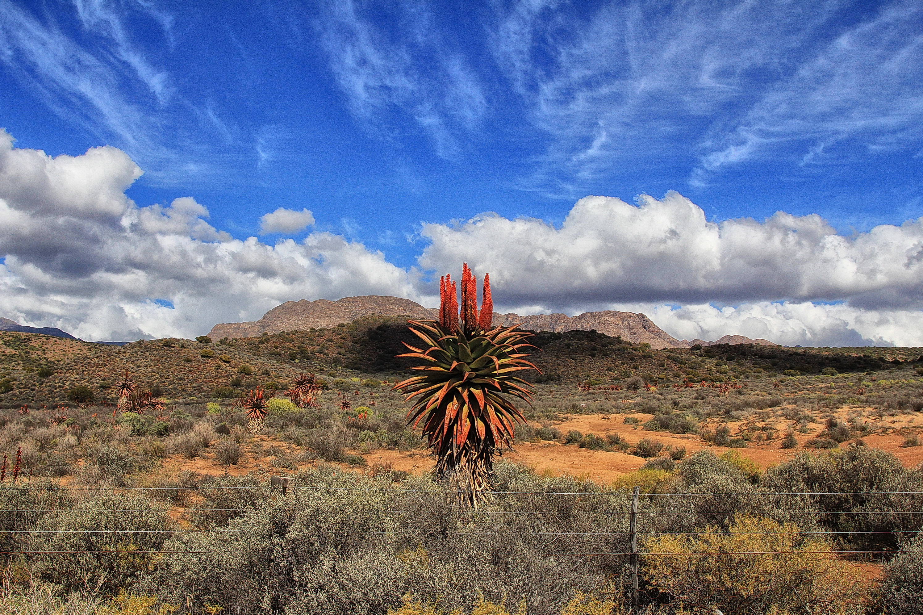 Aloe ferox — the Karoo’s winter soldiers
